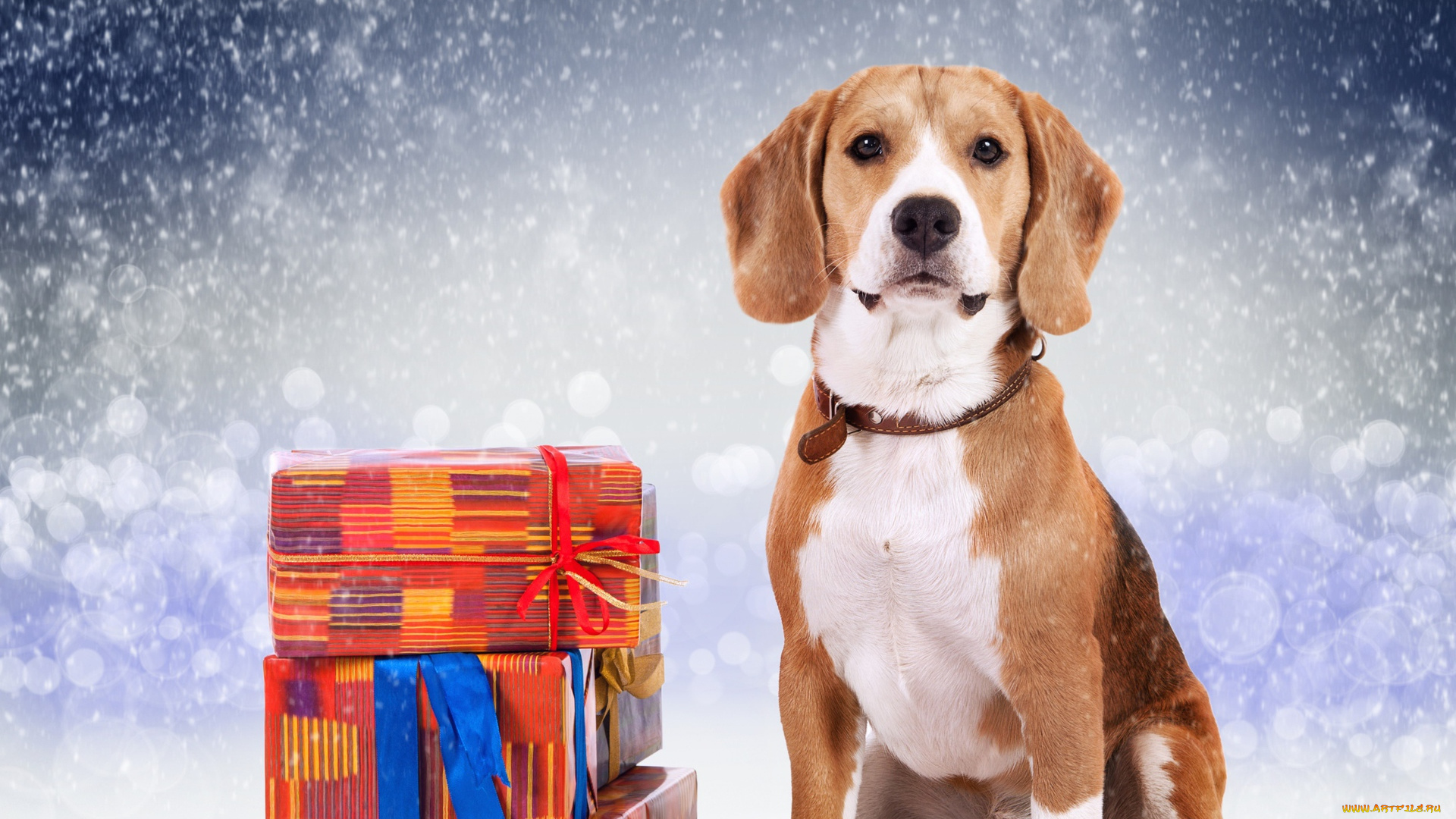 животные, собаки, коробки, снег, подарки, пес, собака