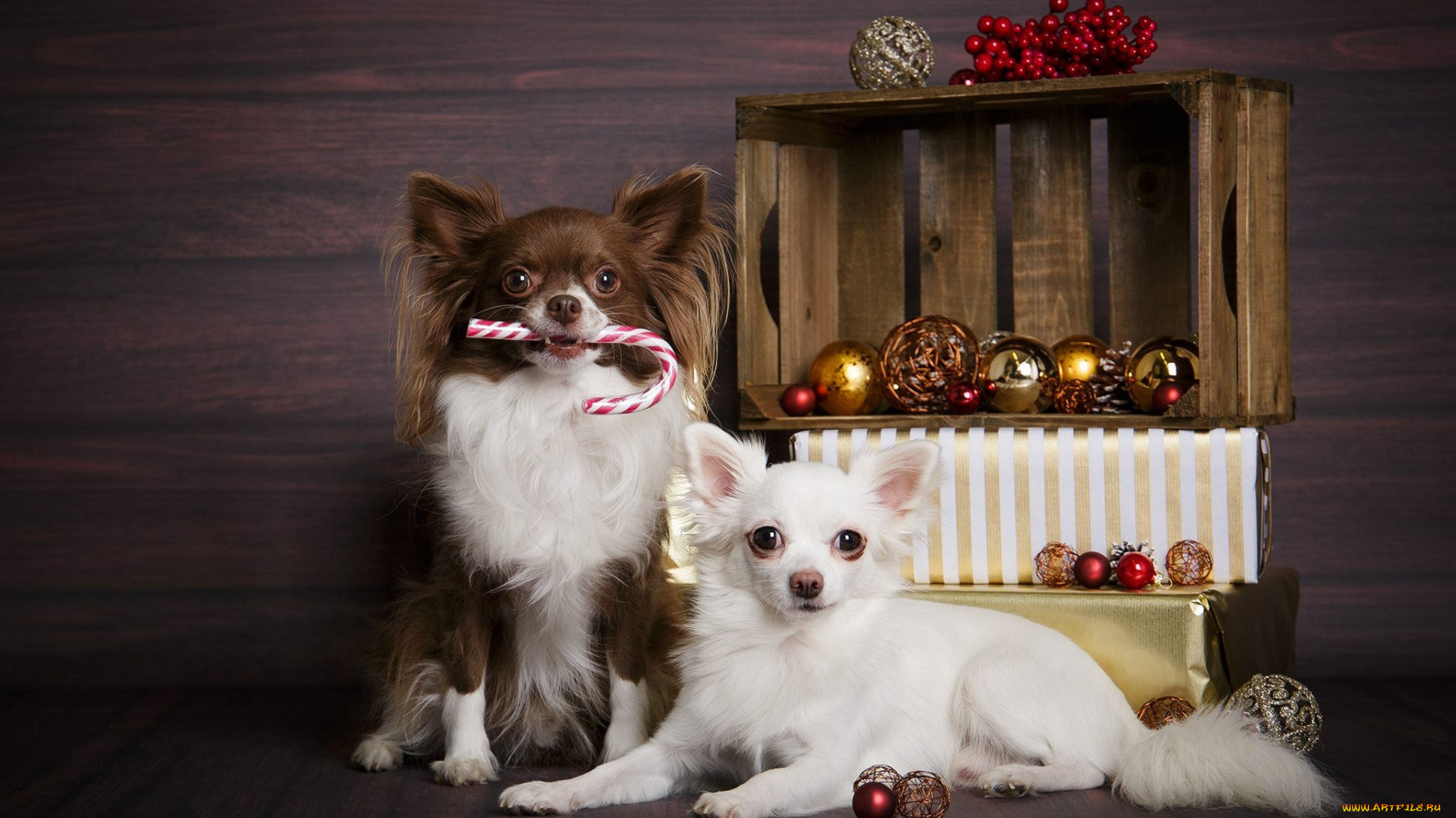 животные, собаки, рождество, новый, год, маленькие, домашние, чихуахуа