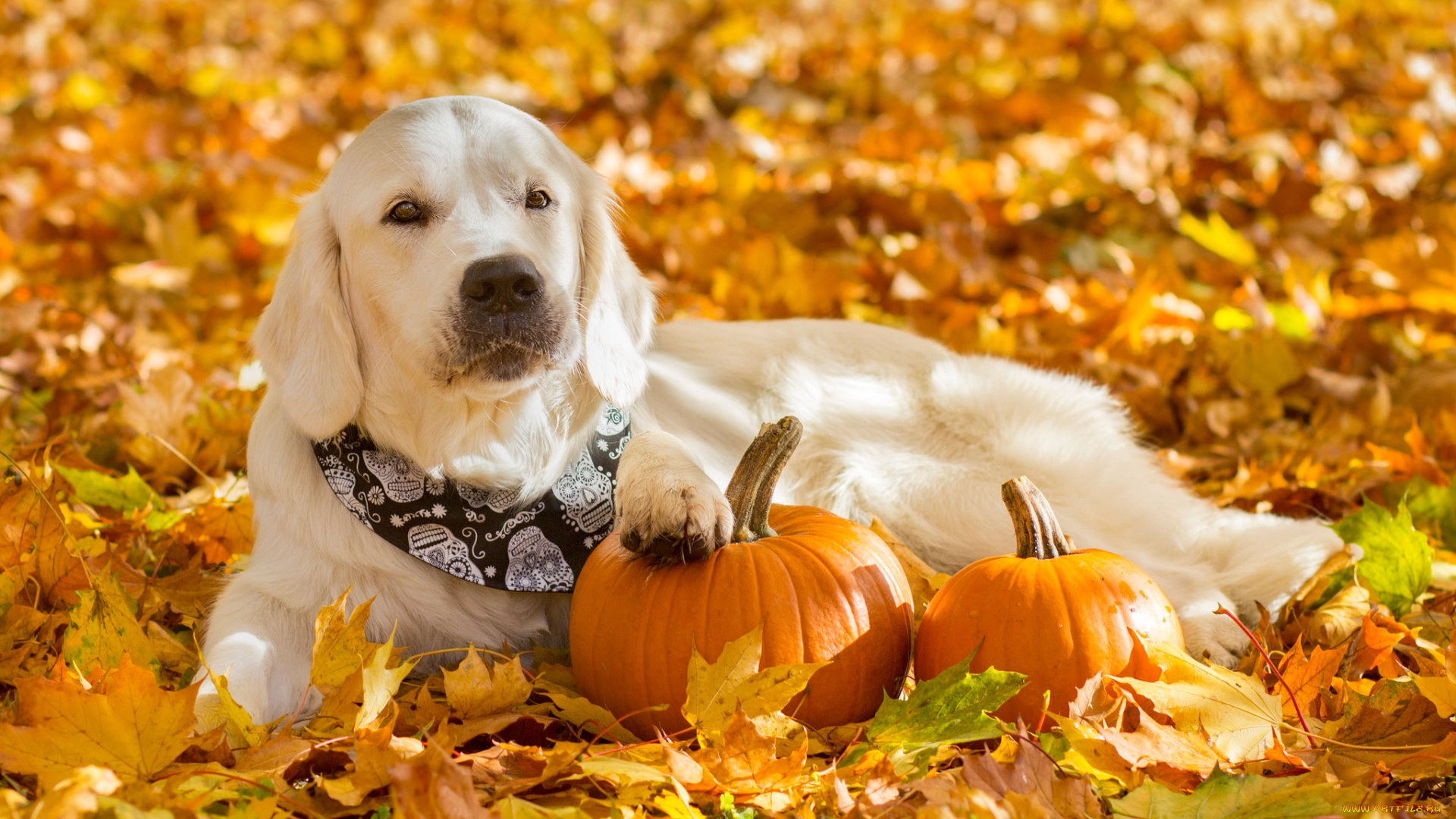 животные, собаки, собака, листва, бандана, тыквы, листья, осень