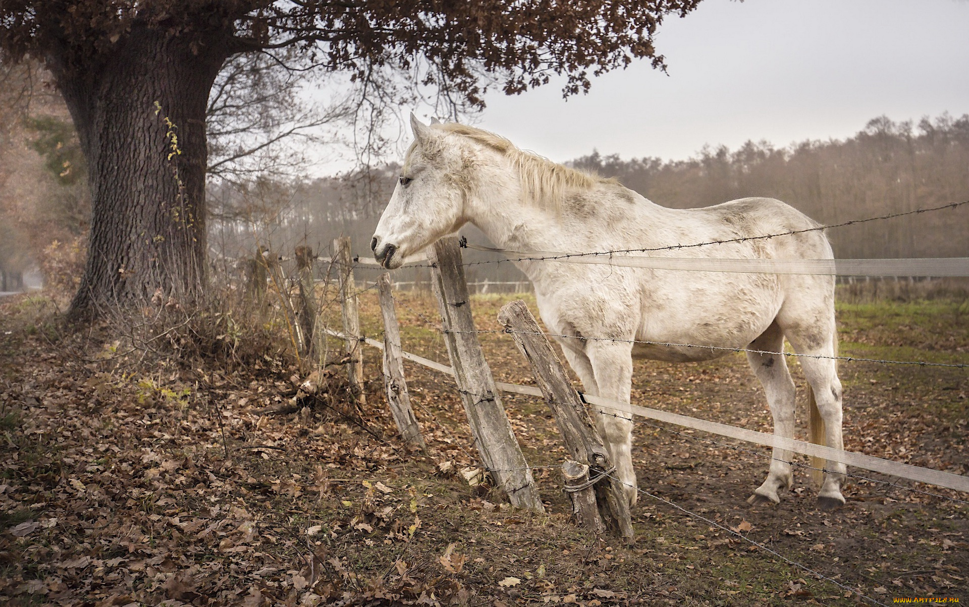 животные, лошади, забор, конь, природа