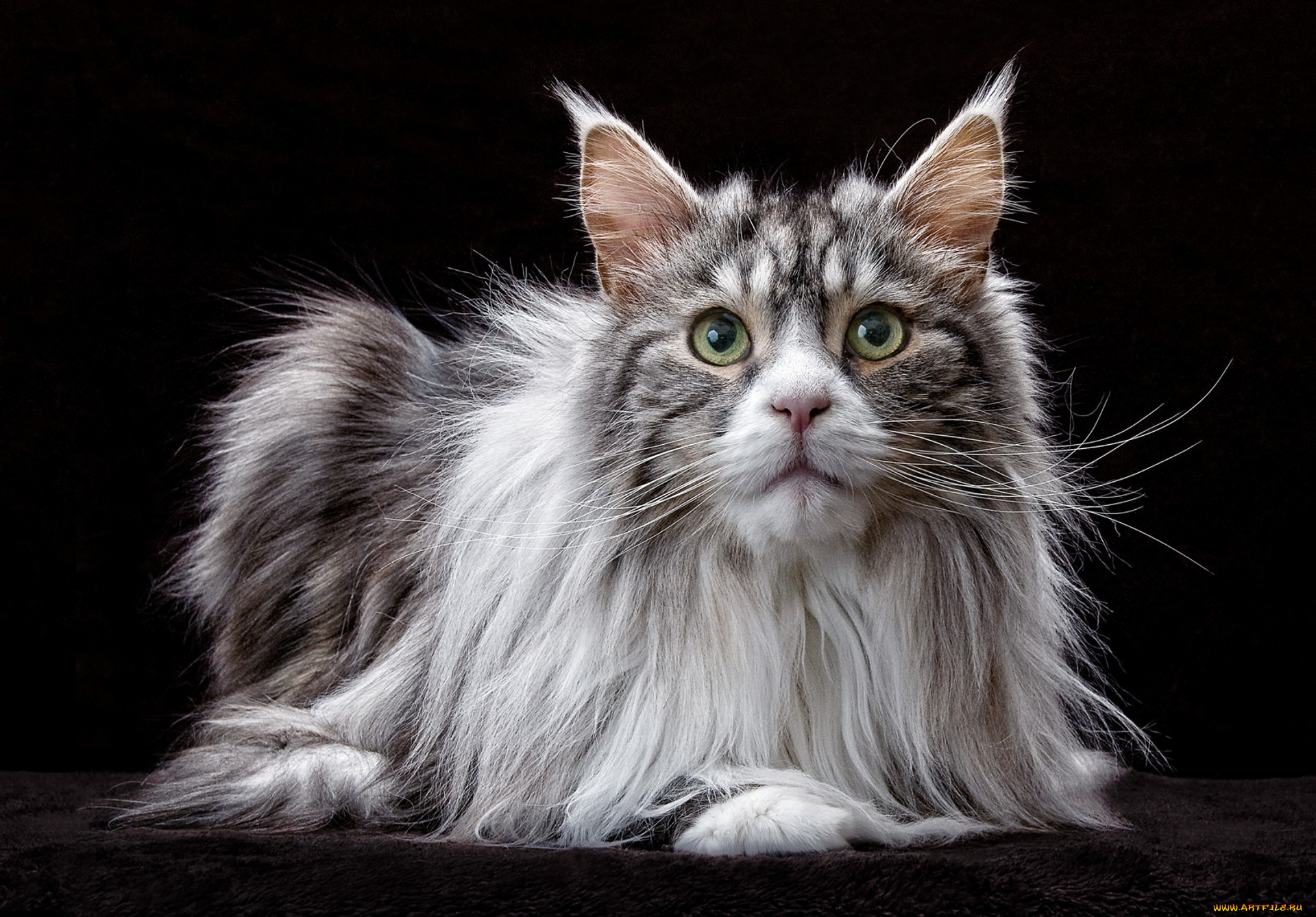 maine, coon, cat, животные, коты, киса