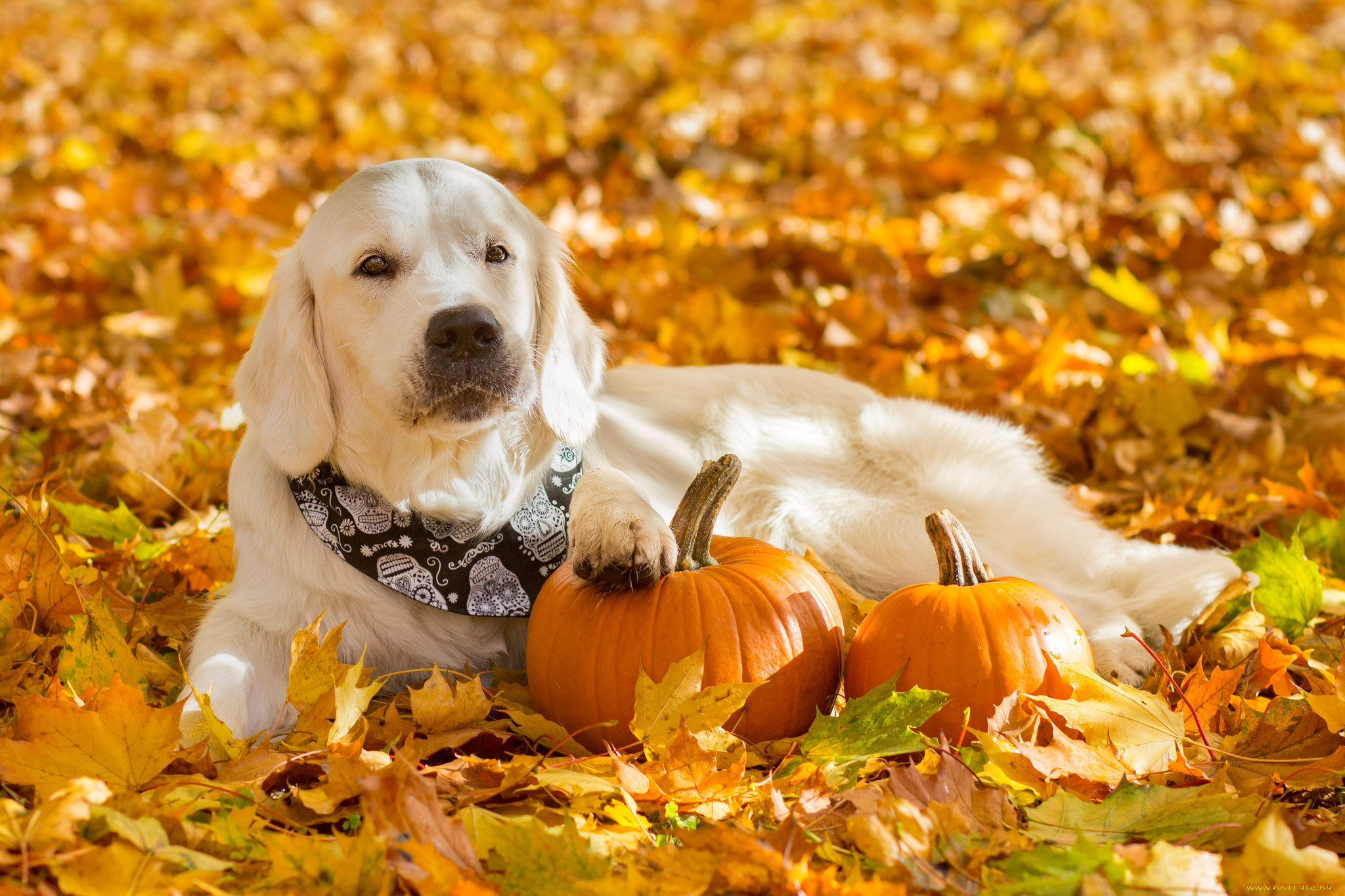 животные, собаки, собака, листва, бандана, тыквы, листья, осень