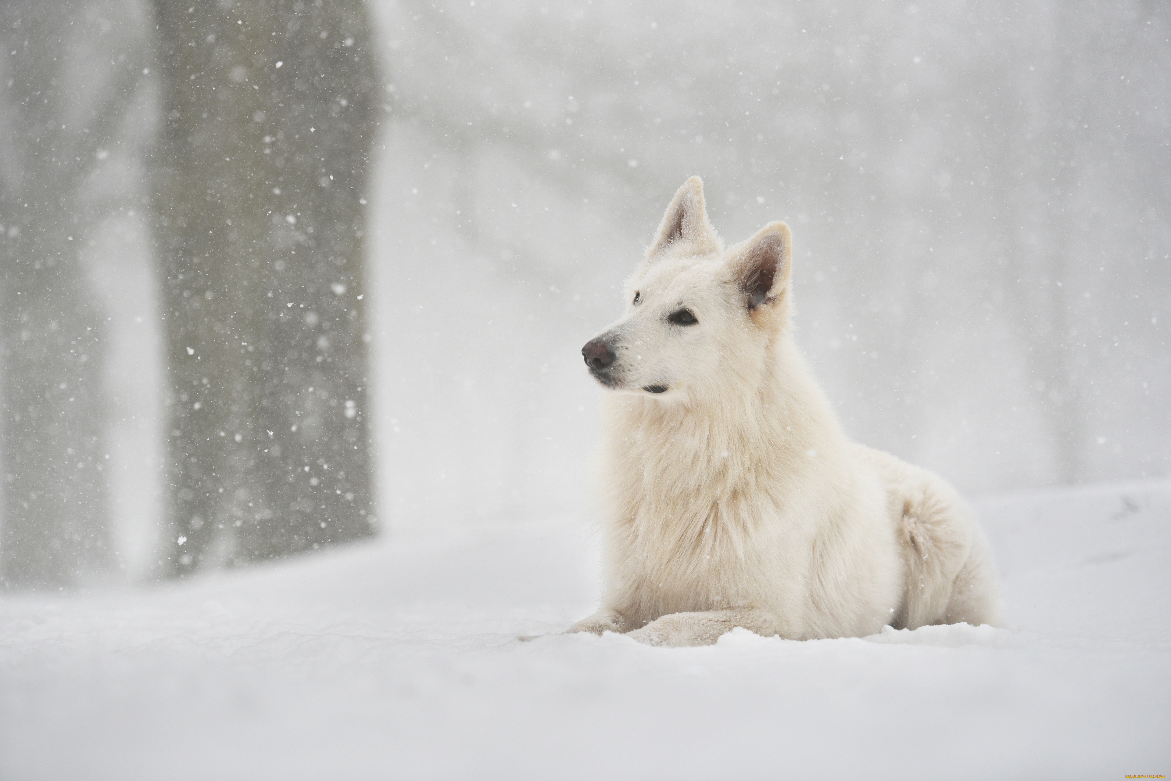 животные, собаки, взгляд, снег, фон, собака
