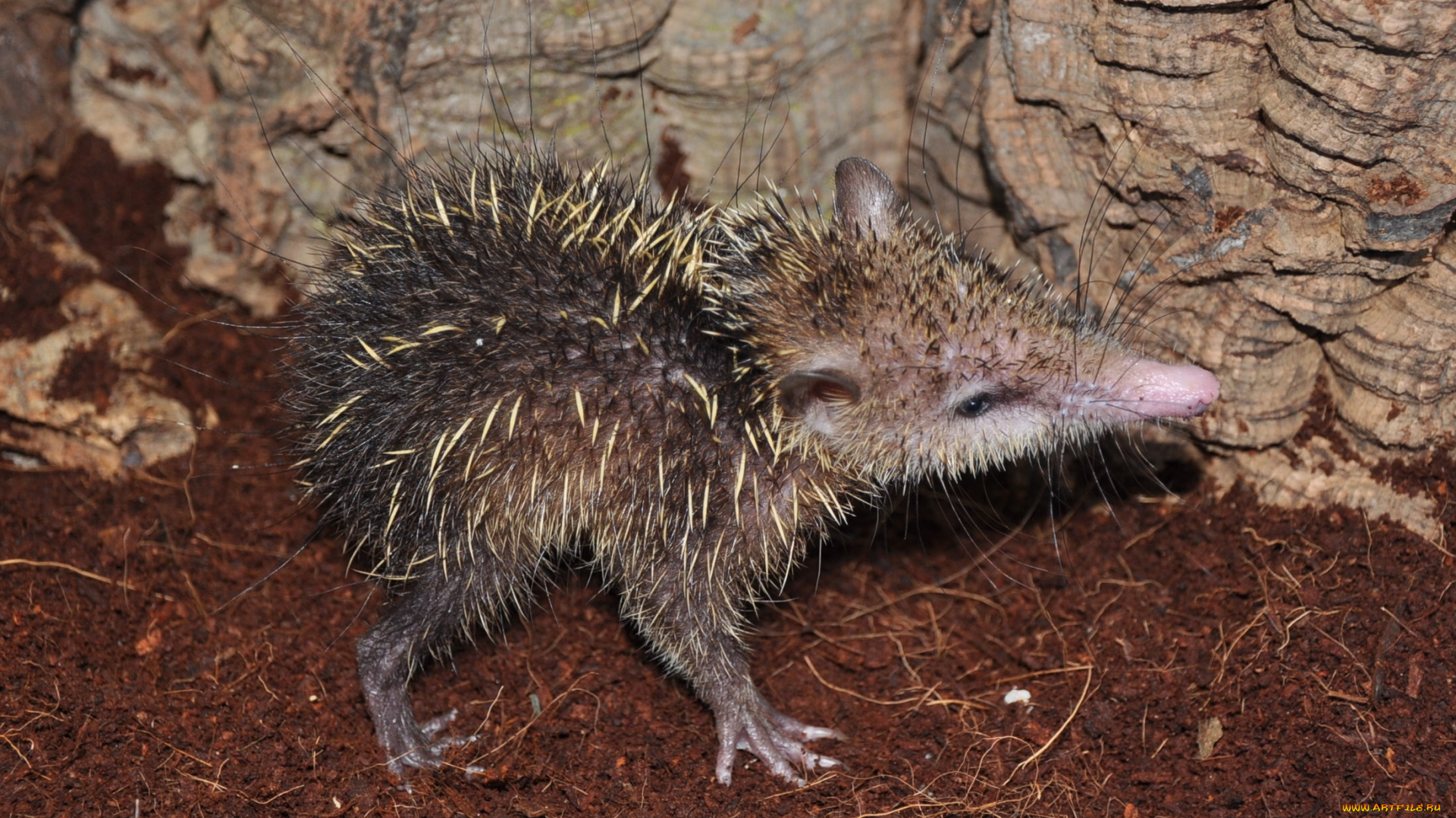 tenrec, madagascar, животные, , , tenrec, madagascar, тенрек, афросорициды, хордовые, млекопитающие, колючки