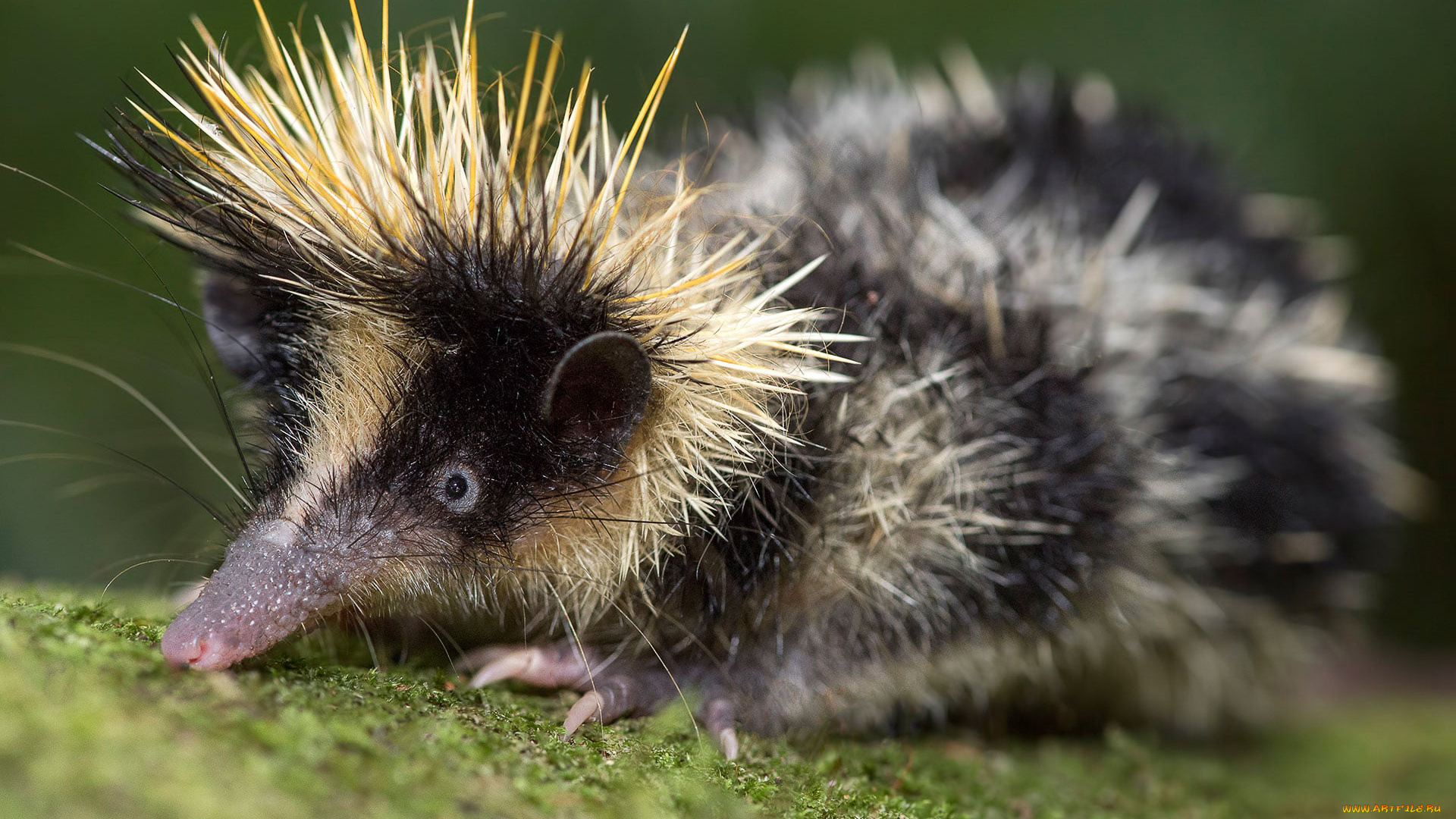 tenrec, madagascar, животные, тенреки, колючки, млекопитающие, хордовые, афросорициды, тенрек, madagascar, tenrec