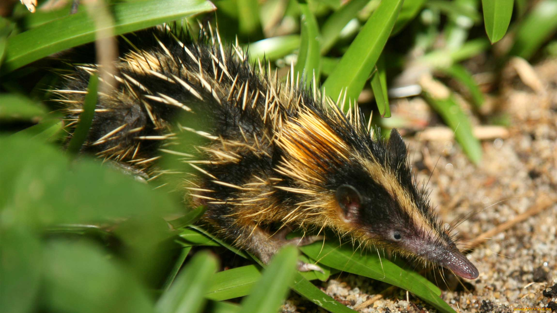 tenrec, madagascar, животные, тенреки, tenrec, madagascar, тенрек, афросорициды, хордовые, млекопитающие, колючки