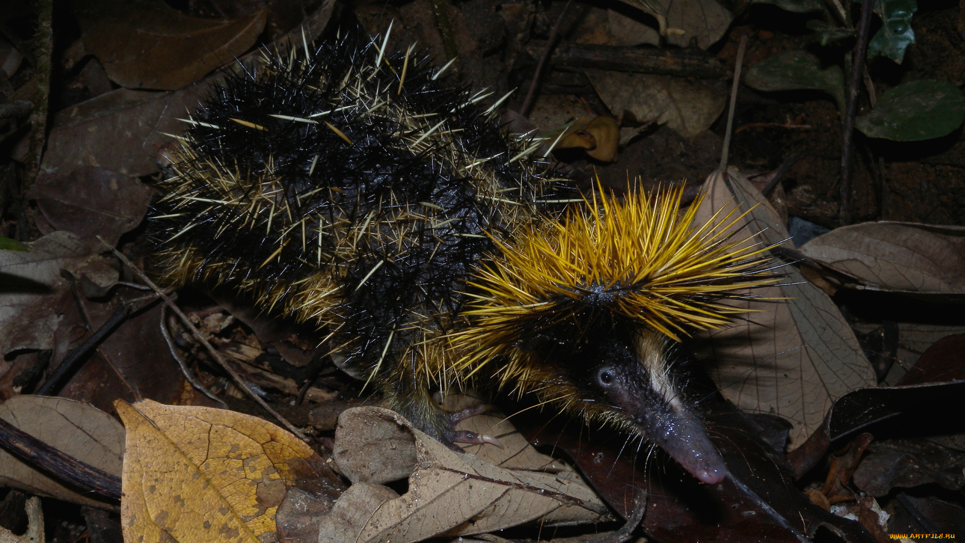 tenrec, madagascar, животные, тенреки, tenrec, madagascar, тенрек, афросорициды, хордовые, млекопитающие, колючки