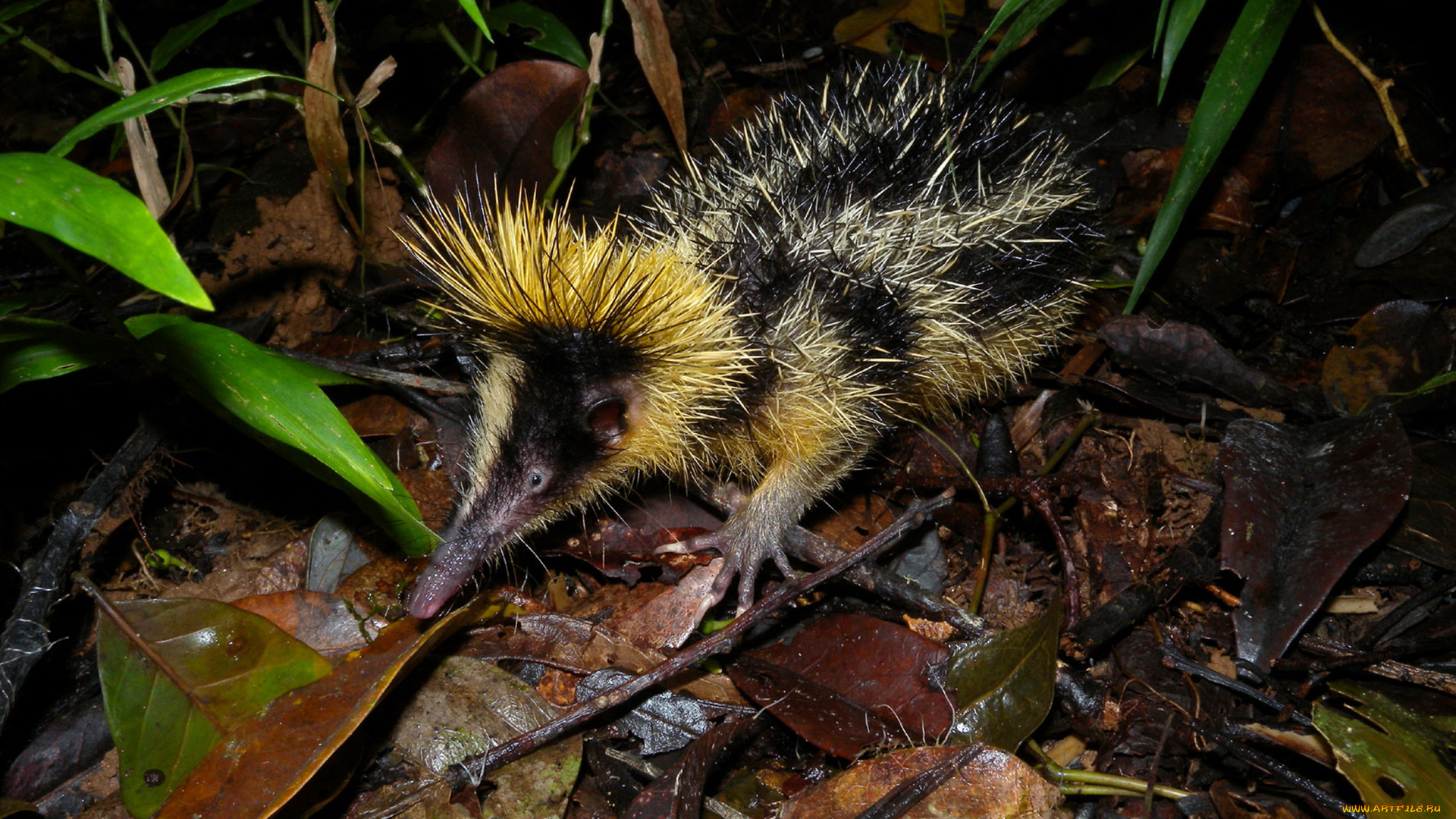 tenrec, madagascar, животные, тенреки, tenrec, madagascar, тенрек, афросорициды, хордовые, млекопитающие, колючки