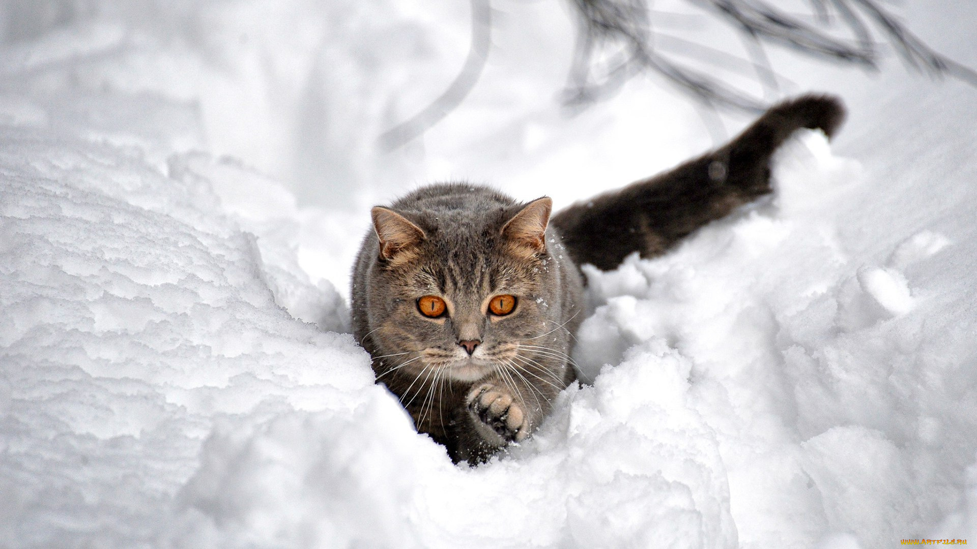 животные, коты, лапка, охота, снег, кот