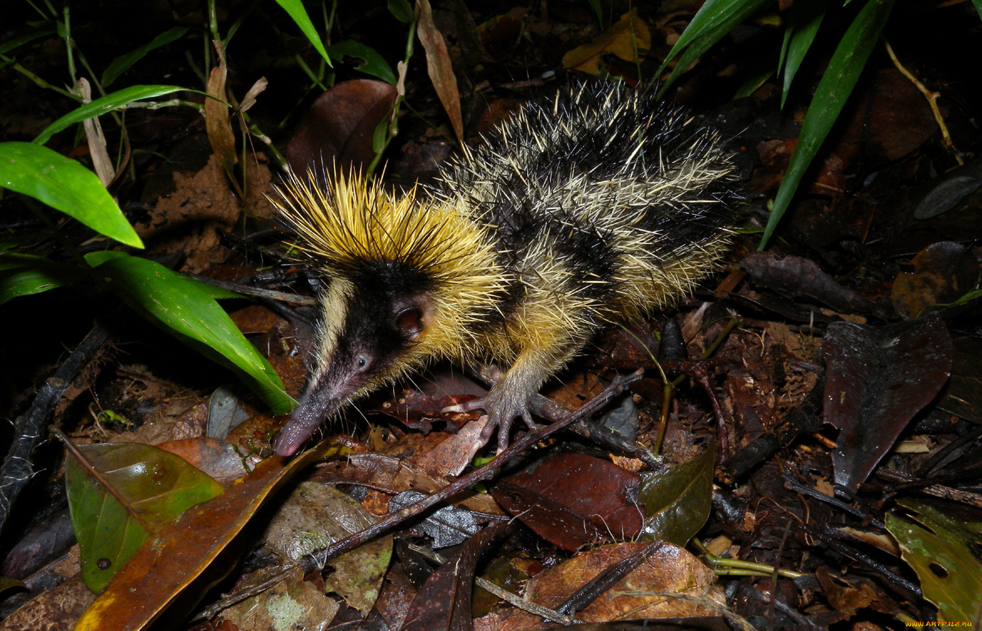 tenrec, madagascar, животные, тенреки, tenrec, madagascar, тенрек, афросорициды, хордовые, млекопитающие, колючки