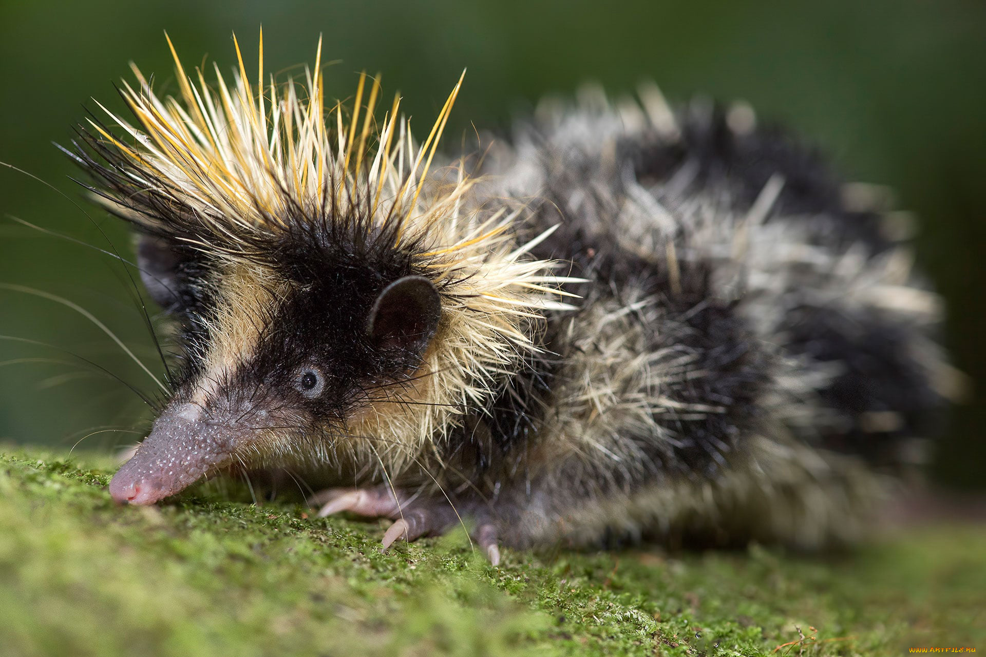 tenrec, madagascar, животные, тенреки, колючки, млекопитающие, хордовые, афросорициды, тенрек, madagascar, tenrec