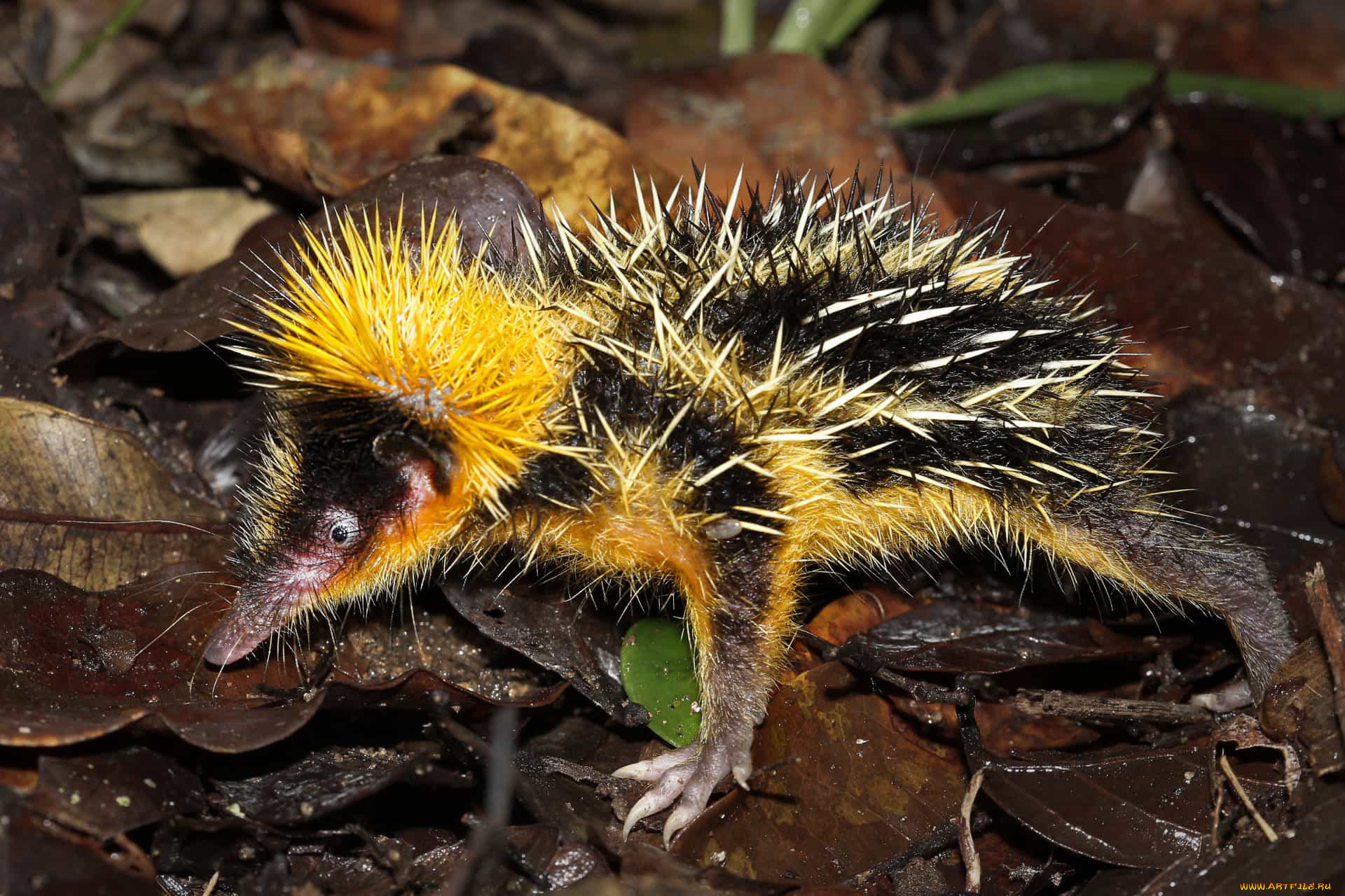 tenrec, madagascar, животные, тенреки, tenrec, madagascar, тенрек, афросорициды, хордовые, млекопитающие, колючки