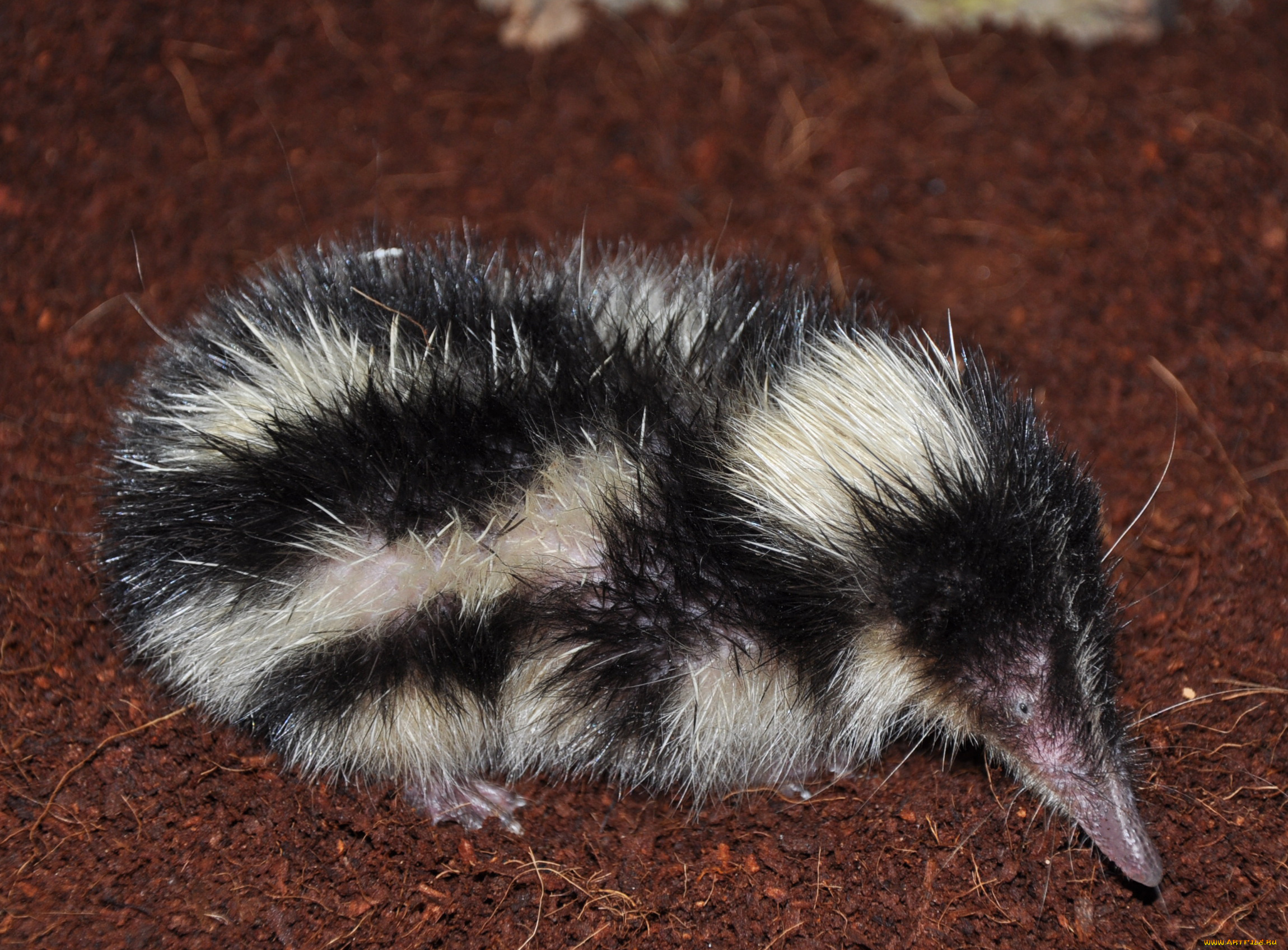 tenrec, madagascar, животные, тенреки, tenrec, madagascar, тенрек, афросорициды, хордовые, млекопитающие, колючки