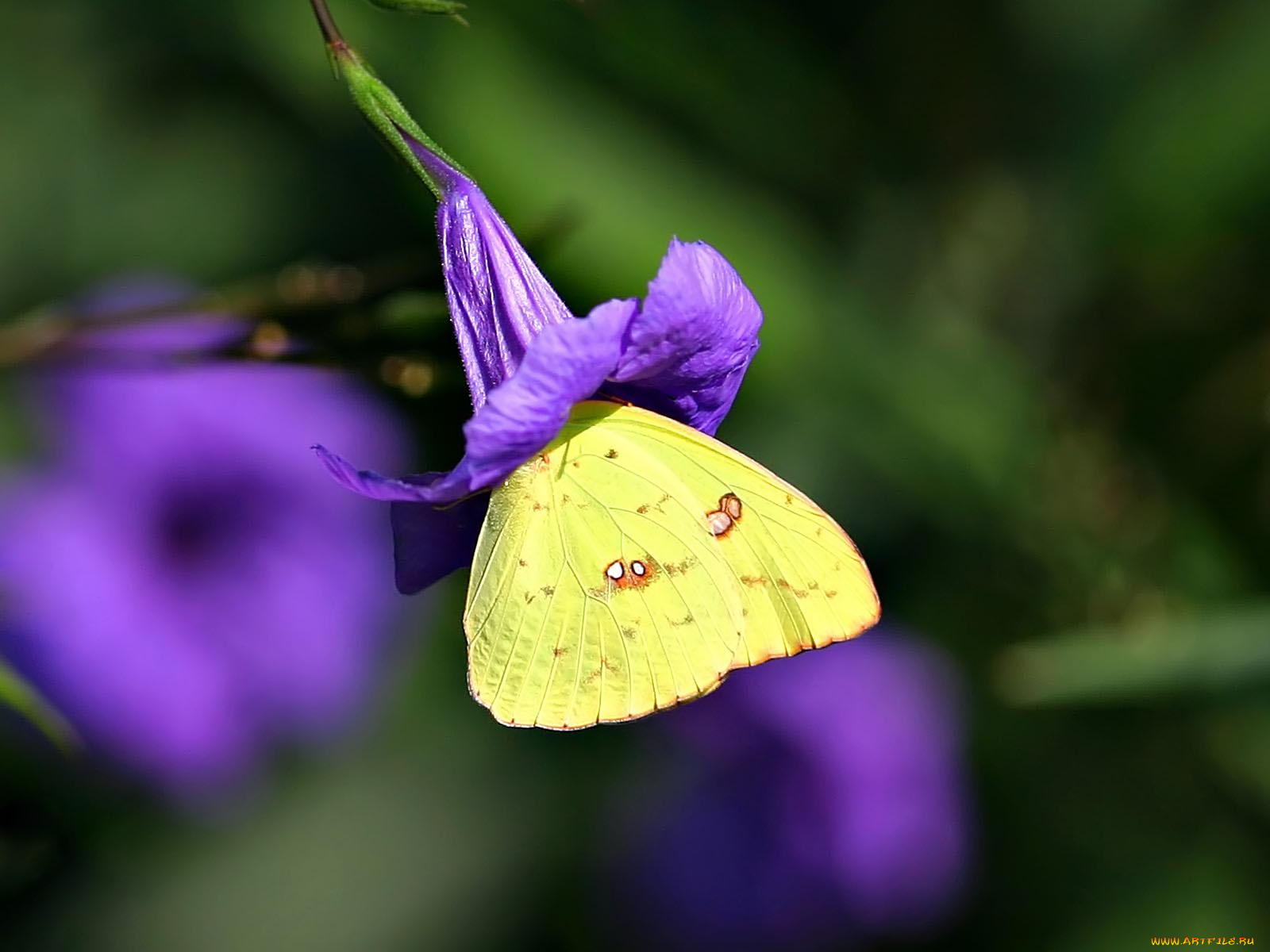 common, sulfur, животные, бабочки