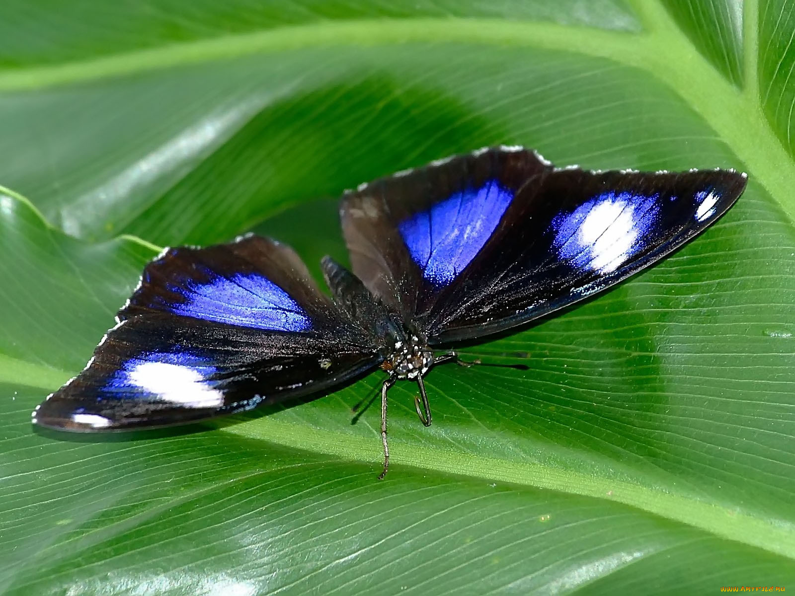 great, egg, fly, животные, бабочки