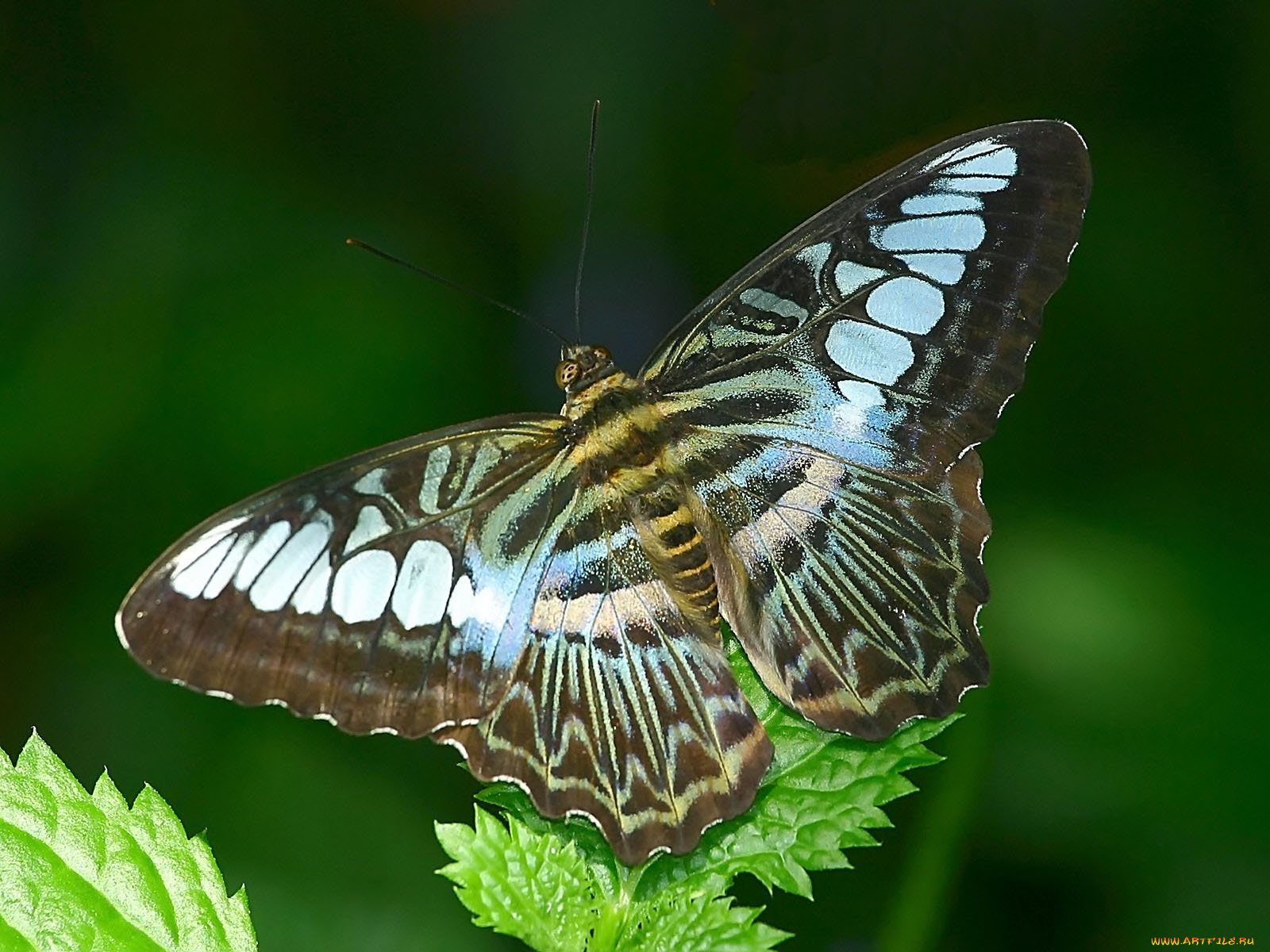 malaysian, blue, clipper, животные, бабочки