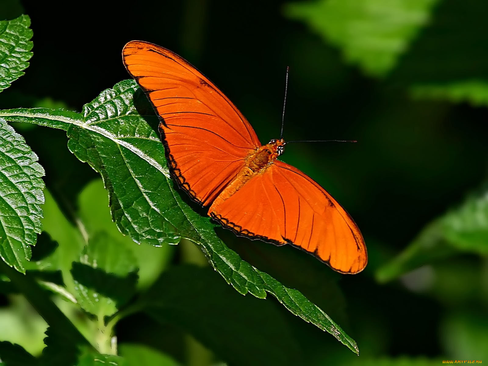 orange, julia, животные, бабочки