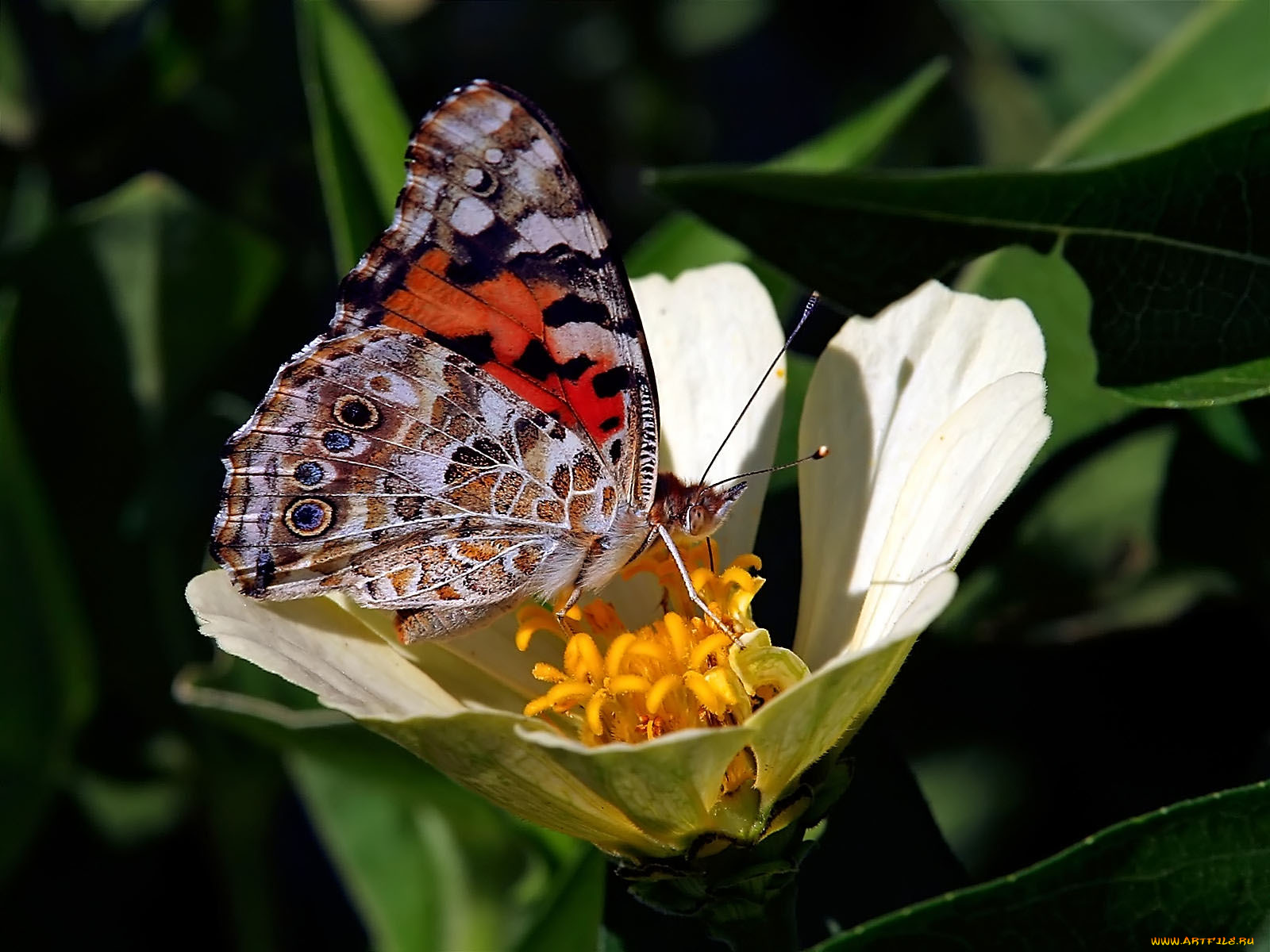 painted, lady, животные, бабочки