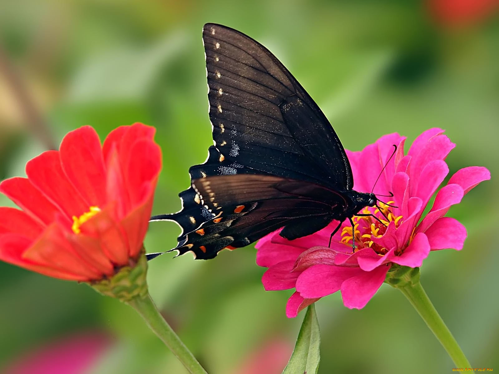 pipevine, swallowtail, животные, бабочки