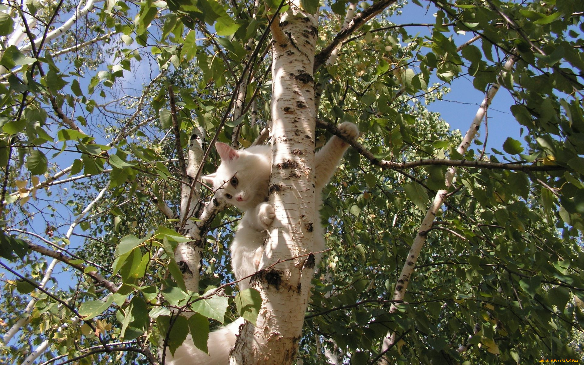 животные, коты