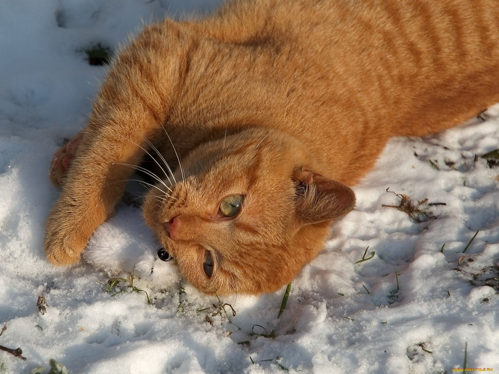 животные, коты