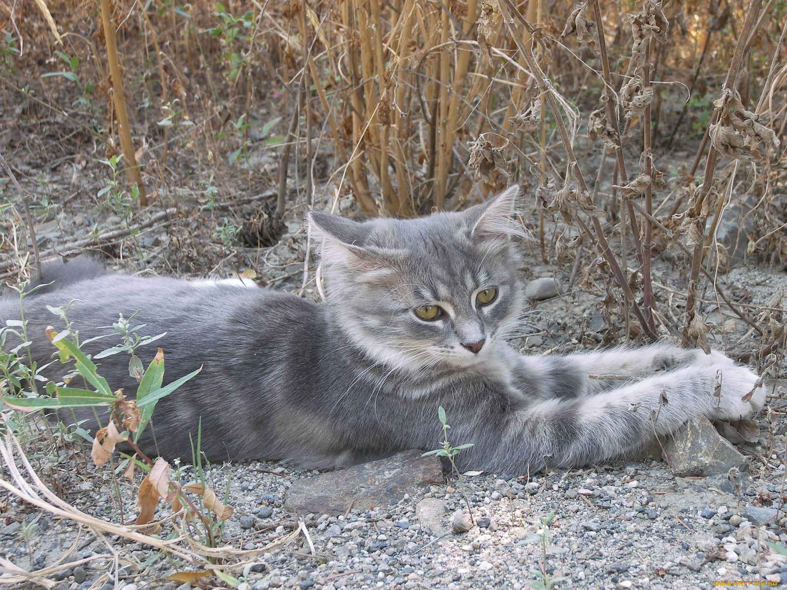 животные, коты