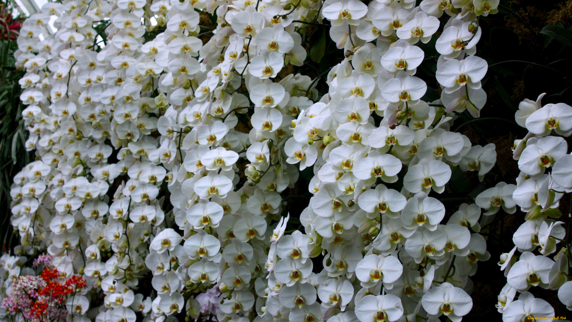 цветы, орхидеи, белый, ветки, много