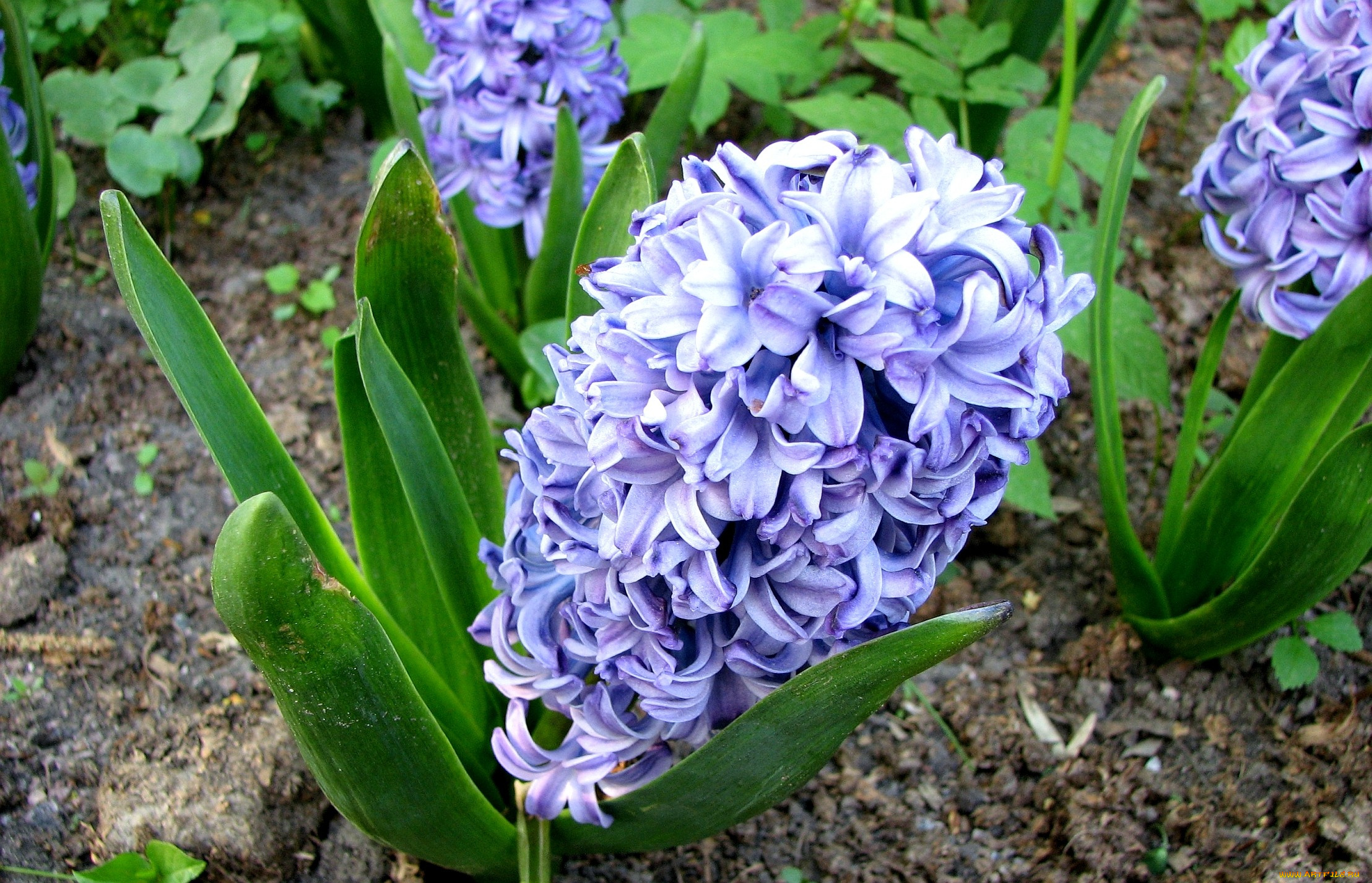 цветы, гиацинты, фиолетовый