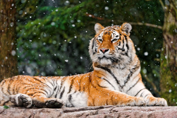 Картинка животные тигры амурский тигр снег