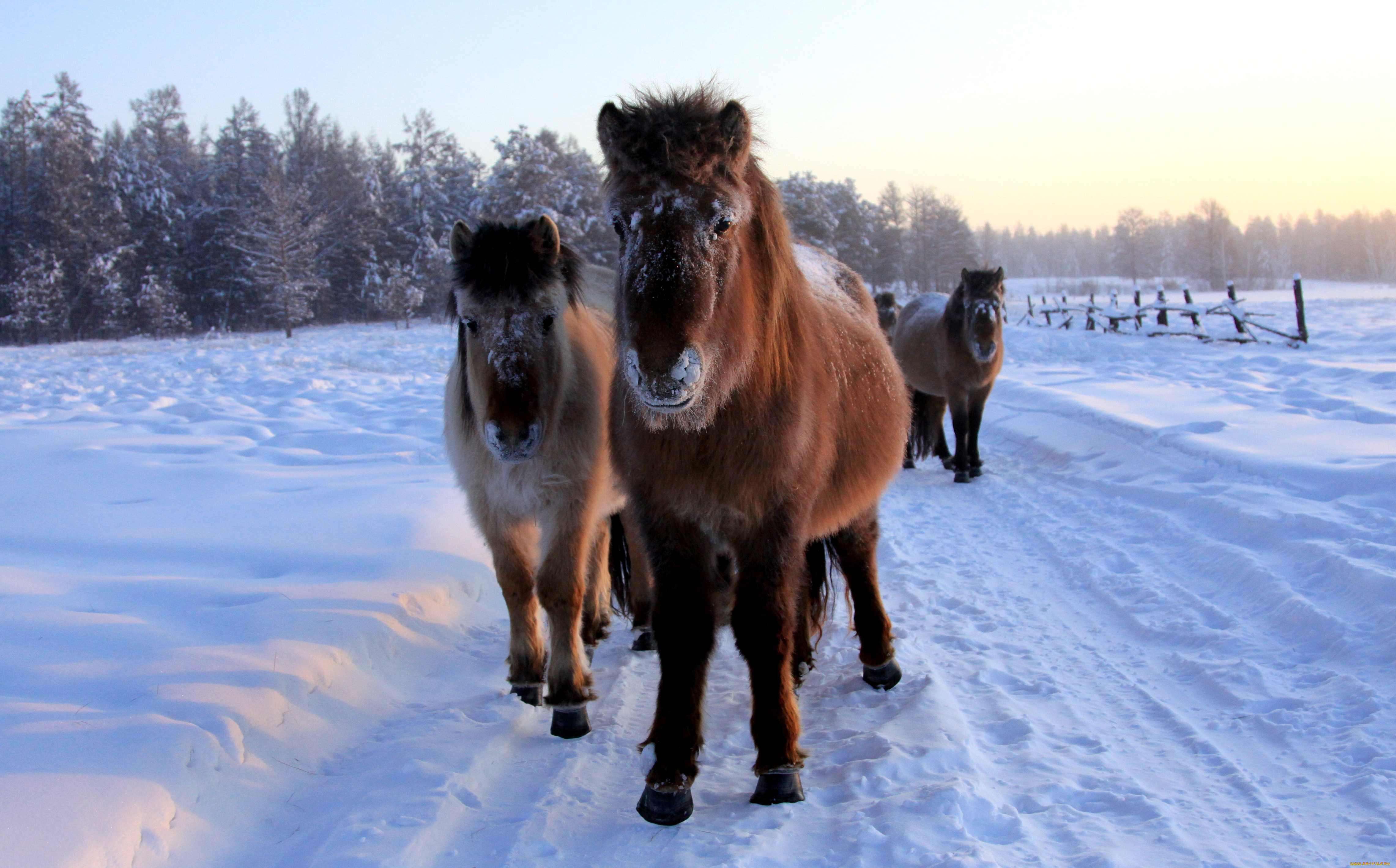 животные, лошади, снег, зима, конь, пони
