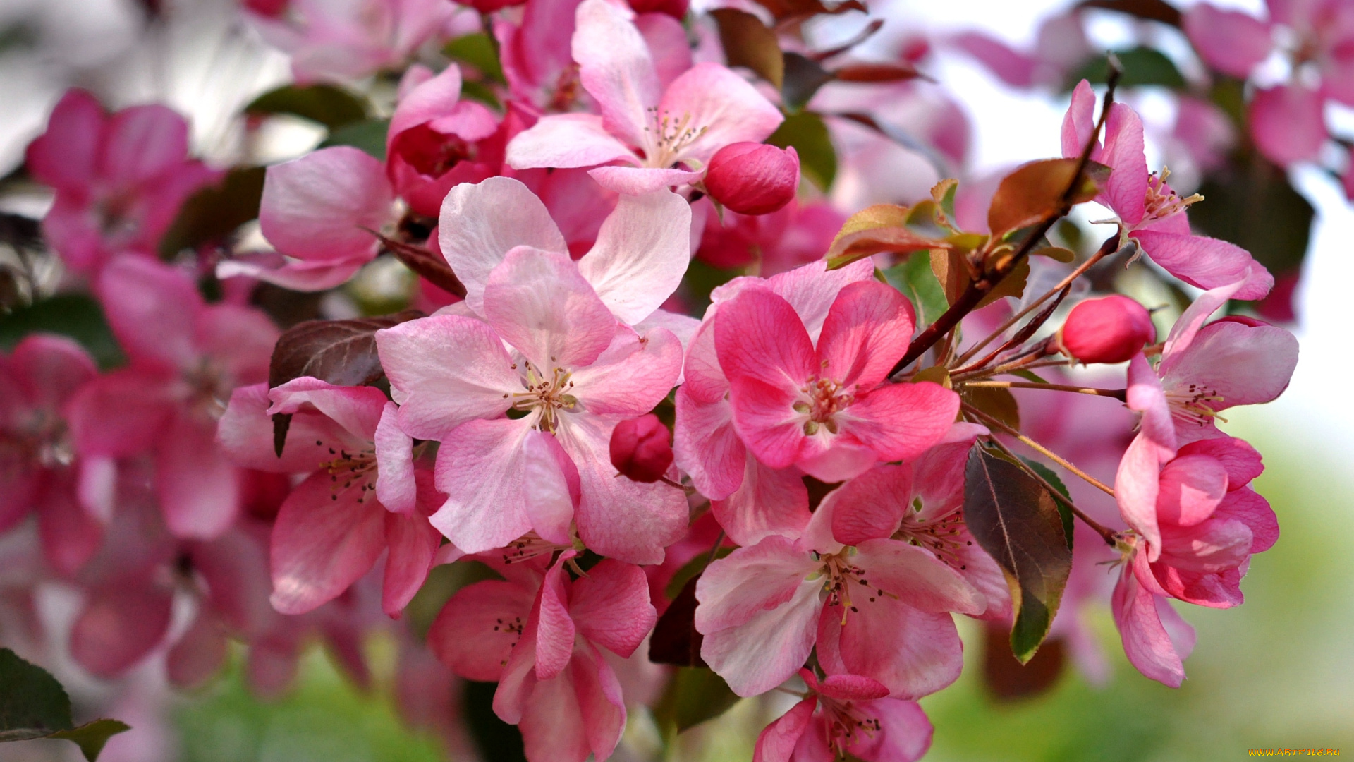 цветы, цветущие, деревья, кустарники, весна, розовый