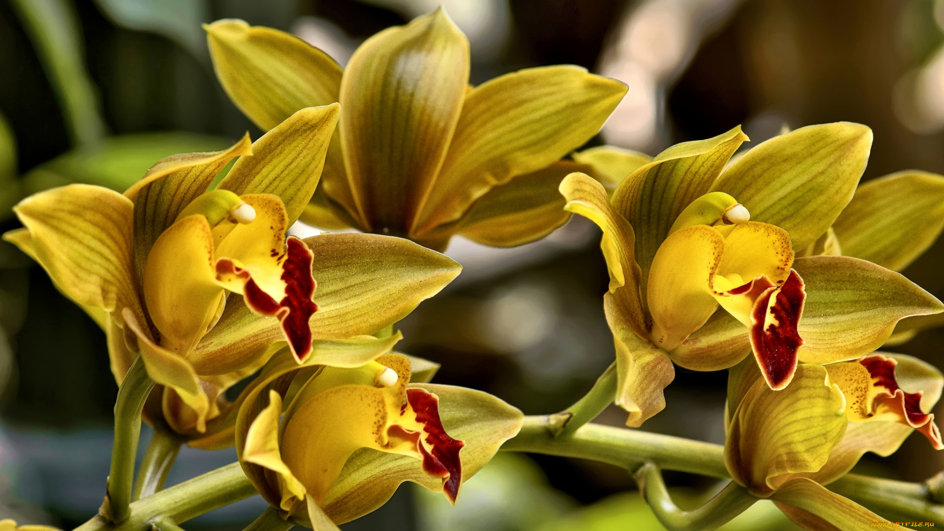 цветы, орхидеи, желтый, ветка