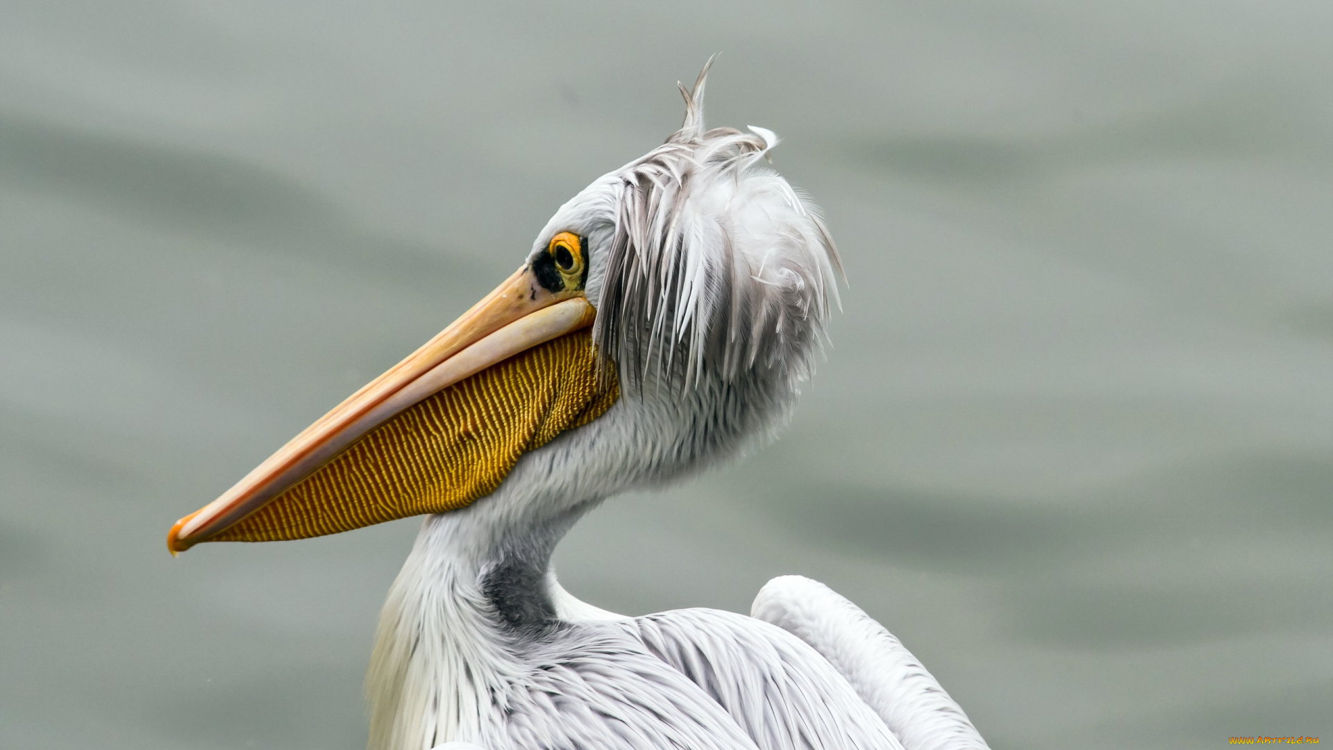 животные, пеликаны, pelican