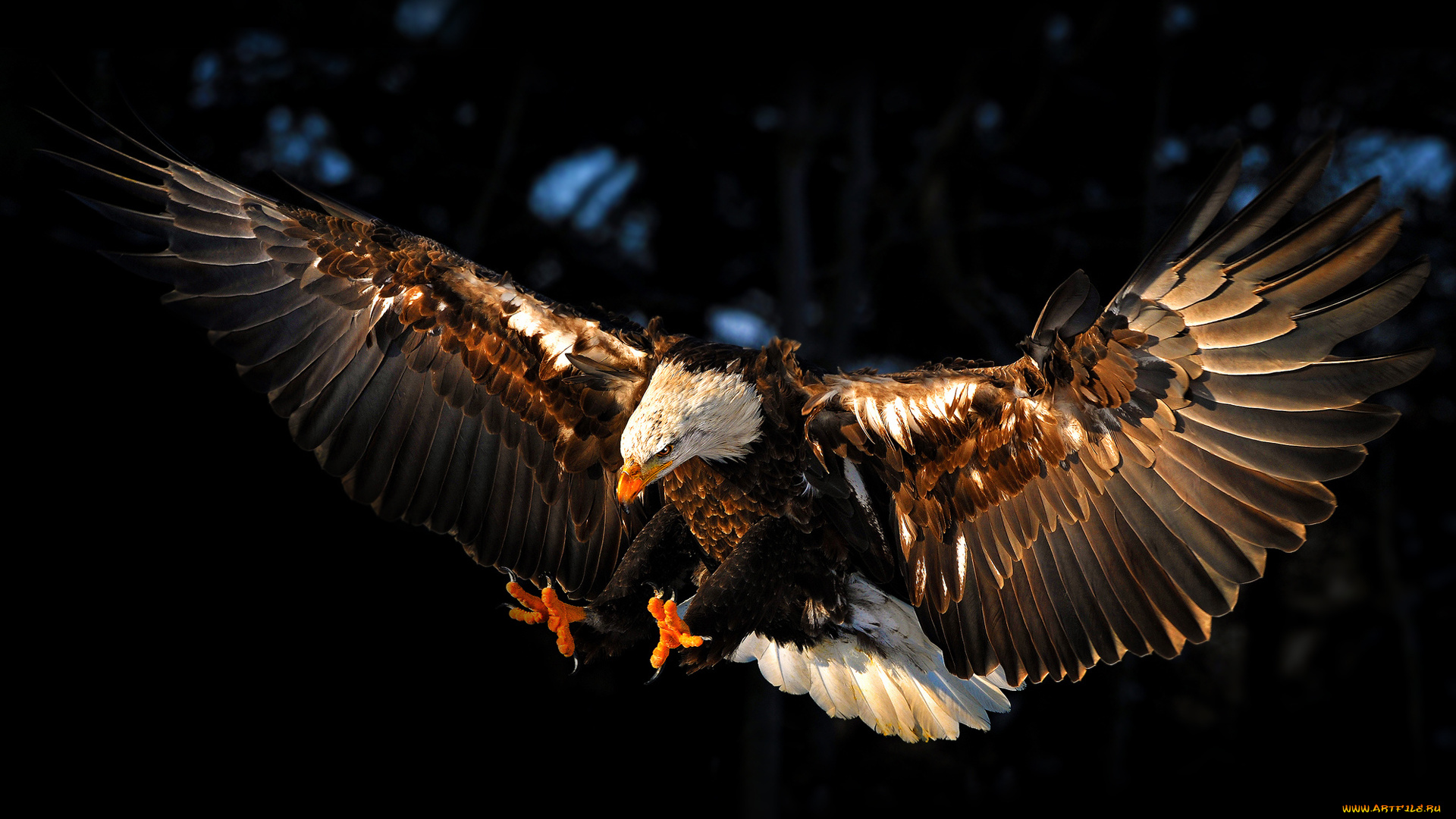 животные, птицы, хищники, птица, крылья, eagle, орел