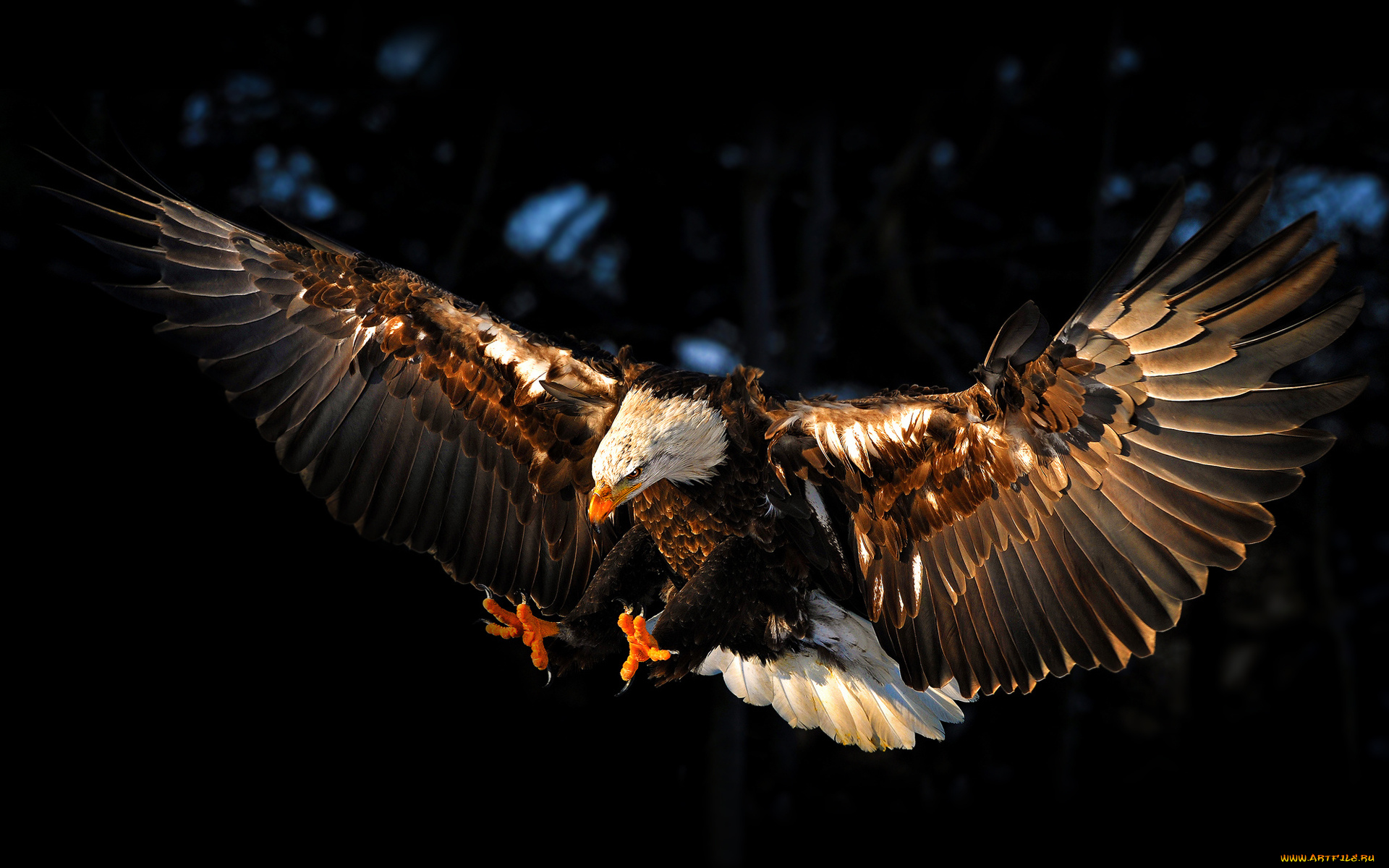 животные, птицы, хищники, птица, крылья, eagle, орел