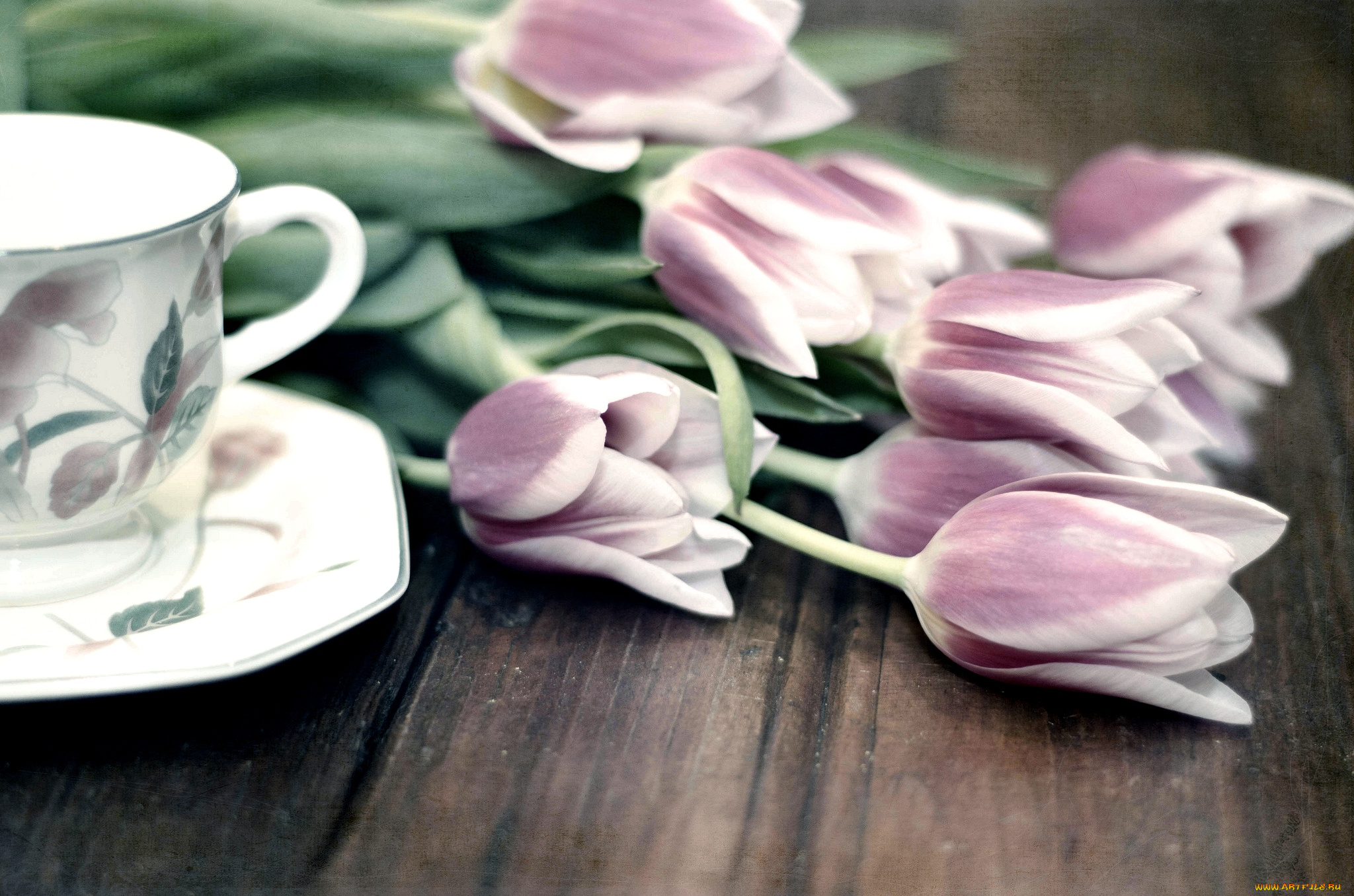 цветы, тюльпаны, бутоны, чашка