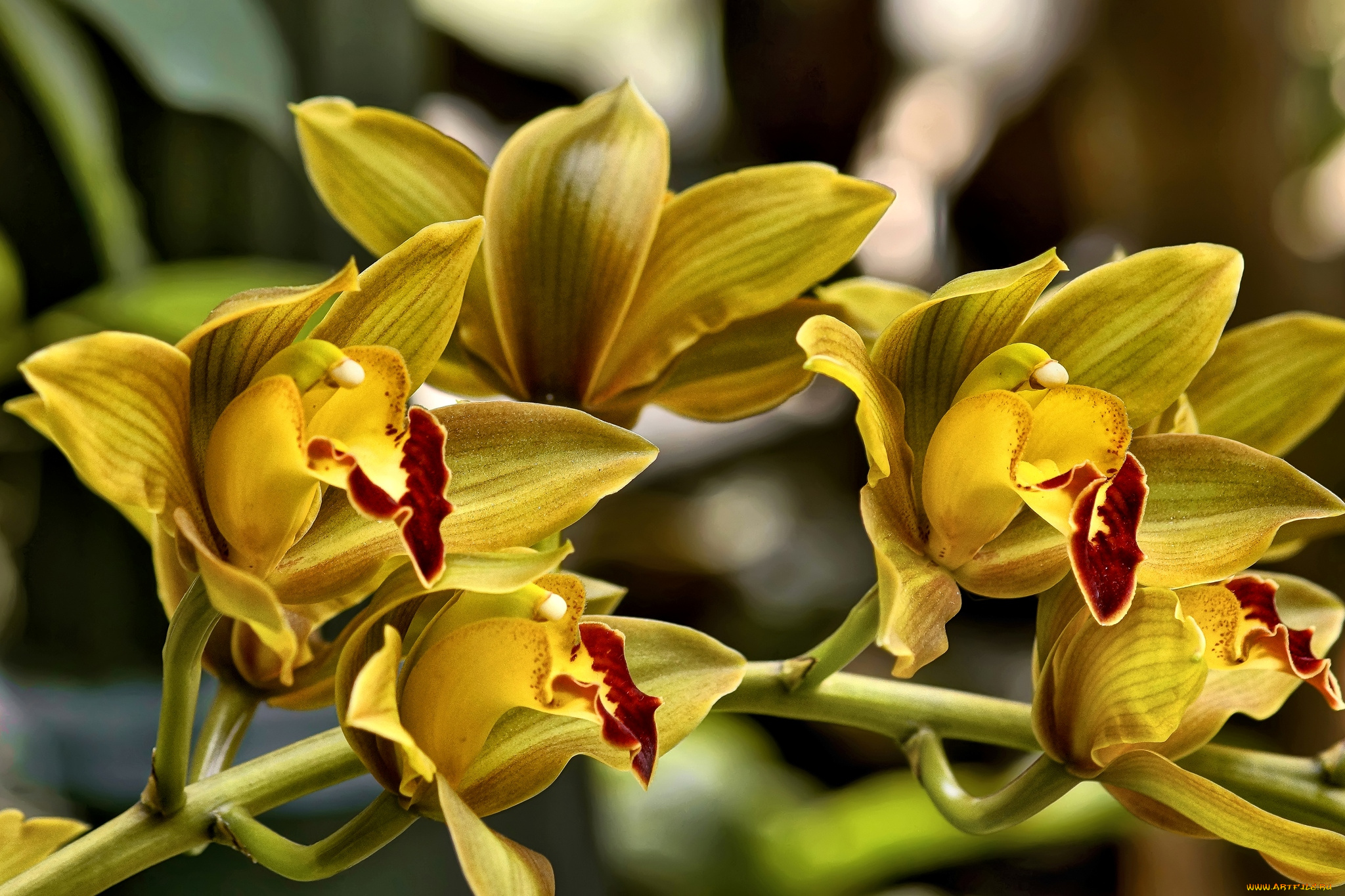 цветы, орхидеи, желтый, ветка