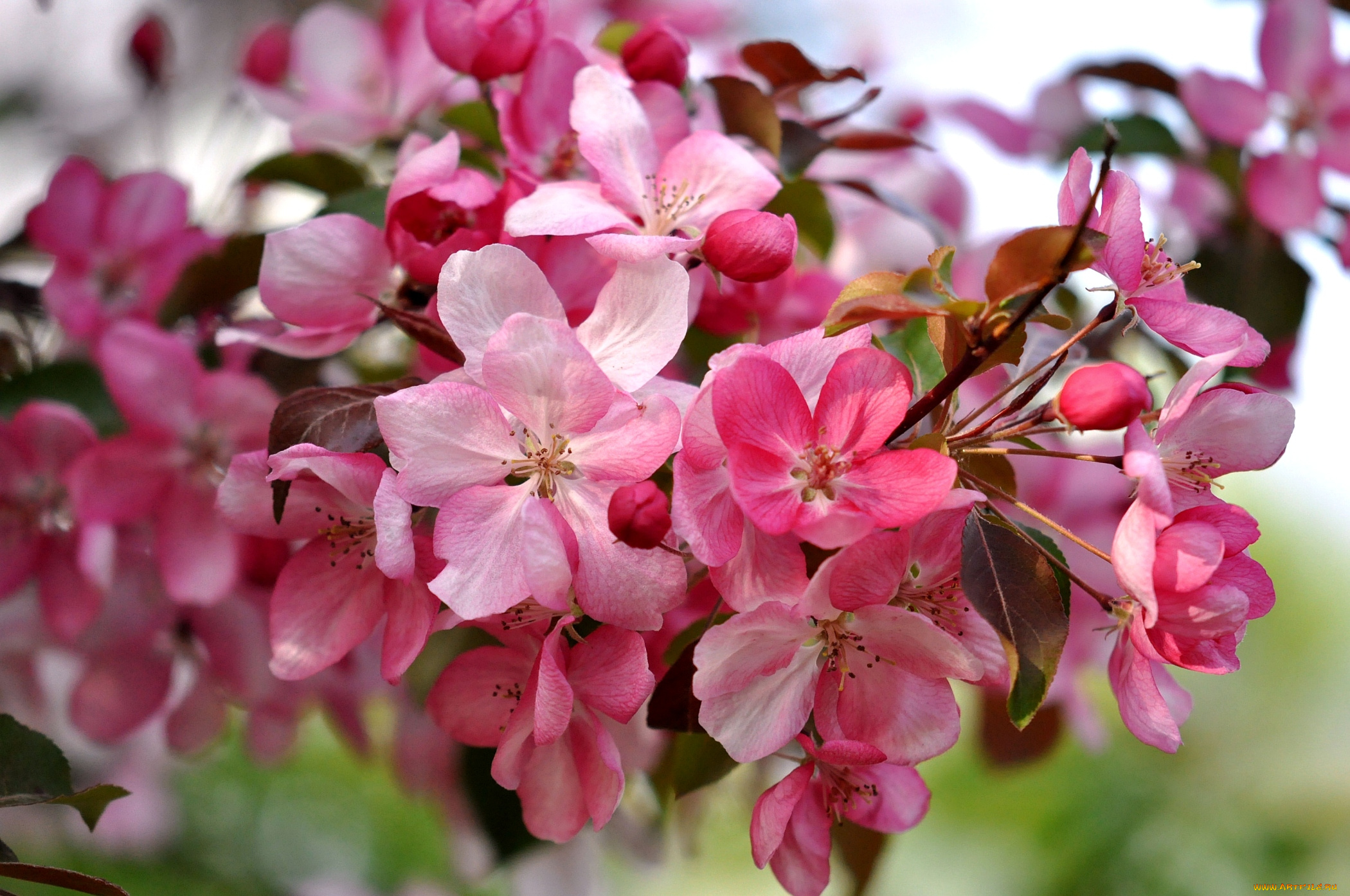 цветы, цветущие, деревья, кустарники, весна, розовый