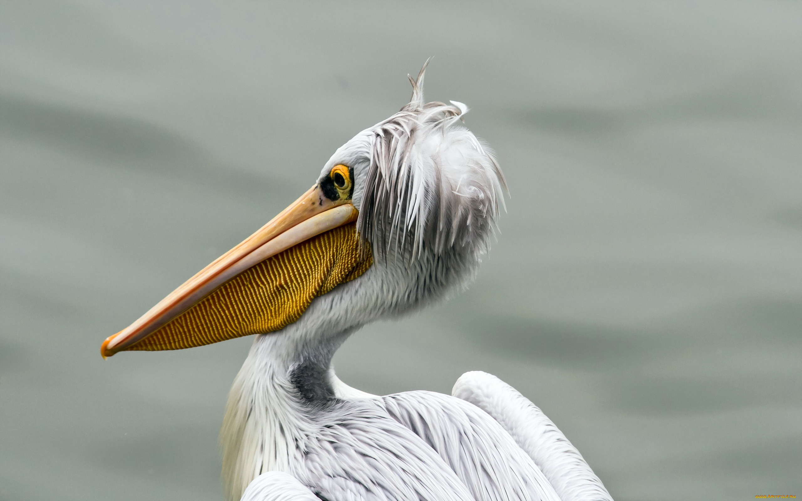 животные, пеликаны, pelican