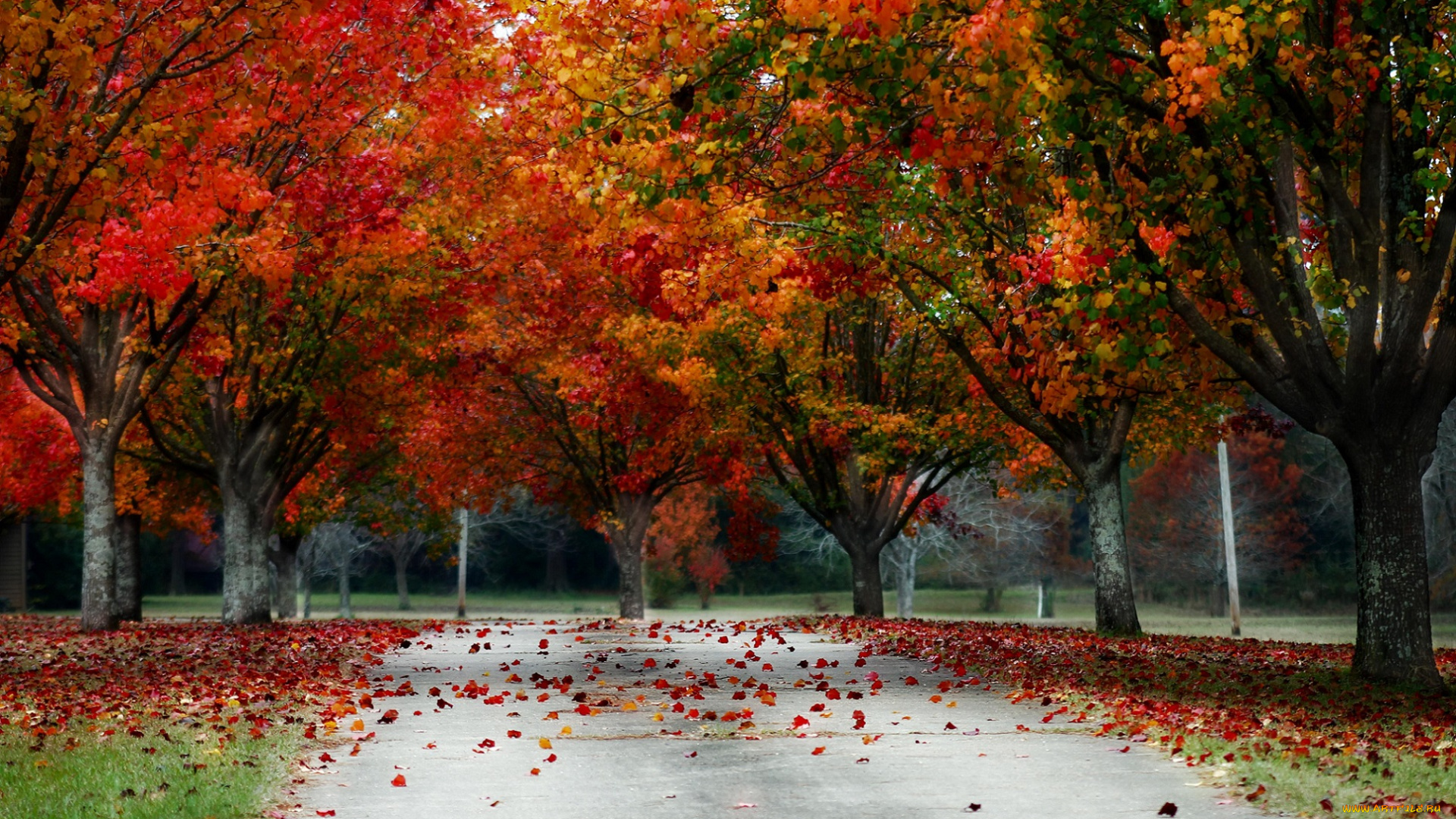 природа, парк, осень, листопад, красно, аллея