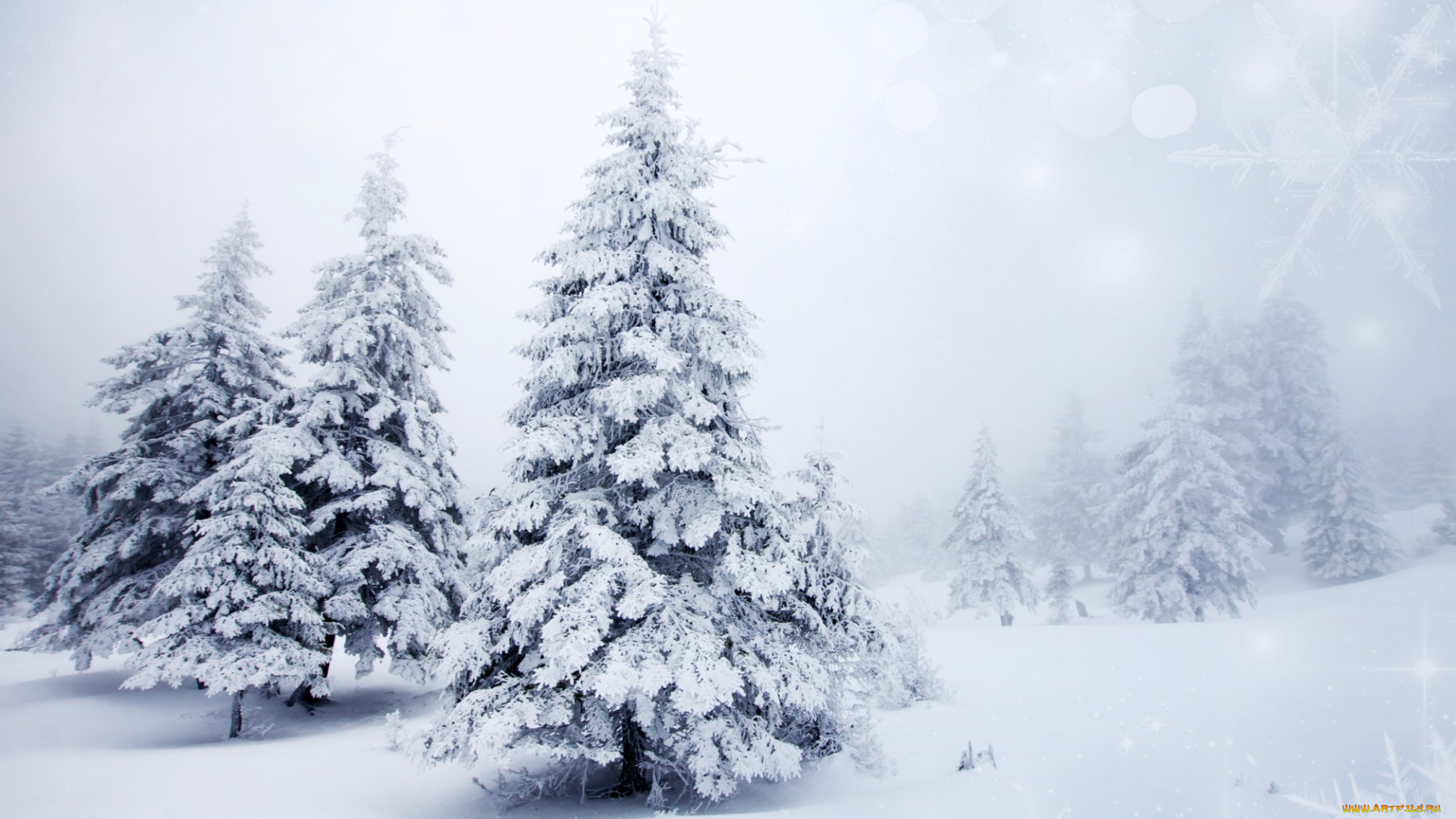 природа, зима, пейзаж, деревья, снежинки, боке, ели, ёлки, елки, снег, фон