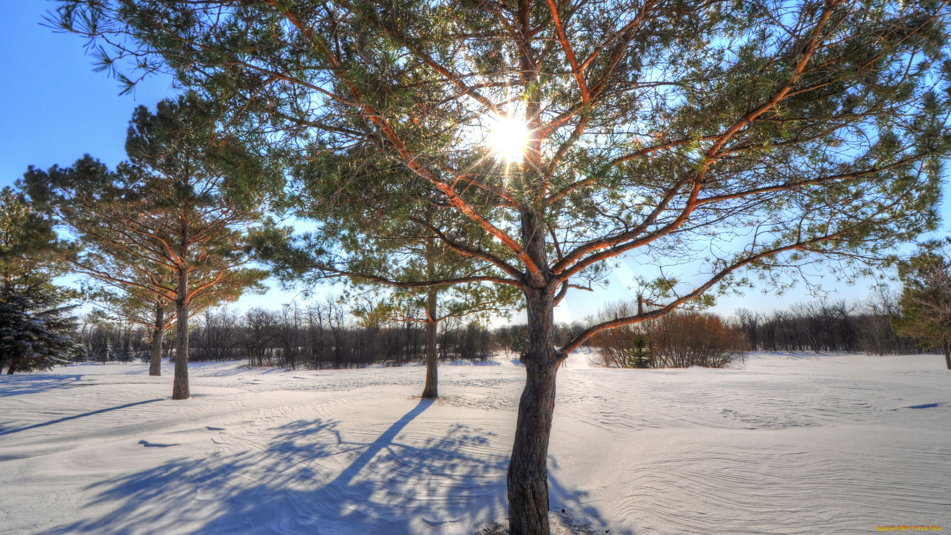 природа, зима, снег, деревья, солнце
