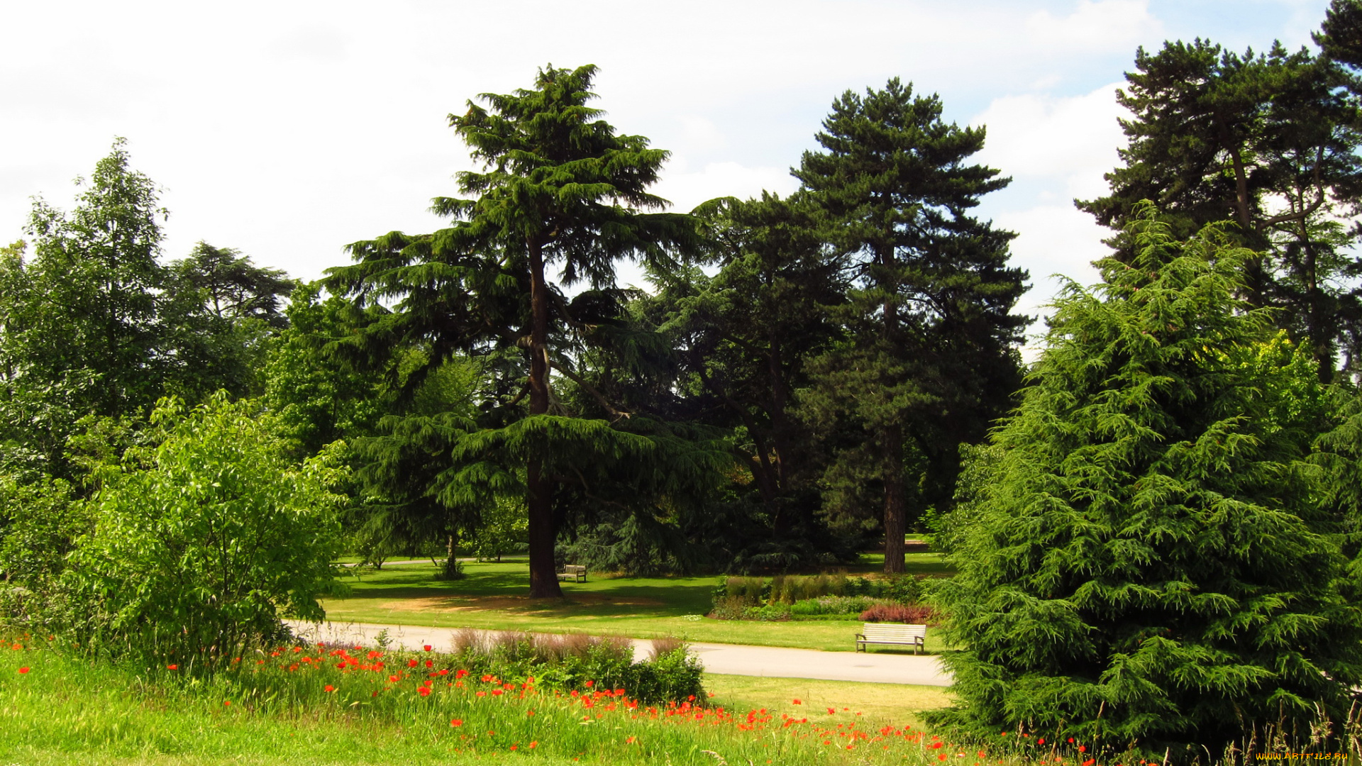 richmond, , england, природа, парк, кусты, деревья, дорожки, англия, england