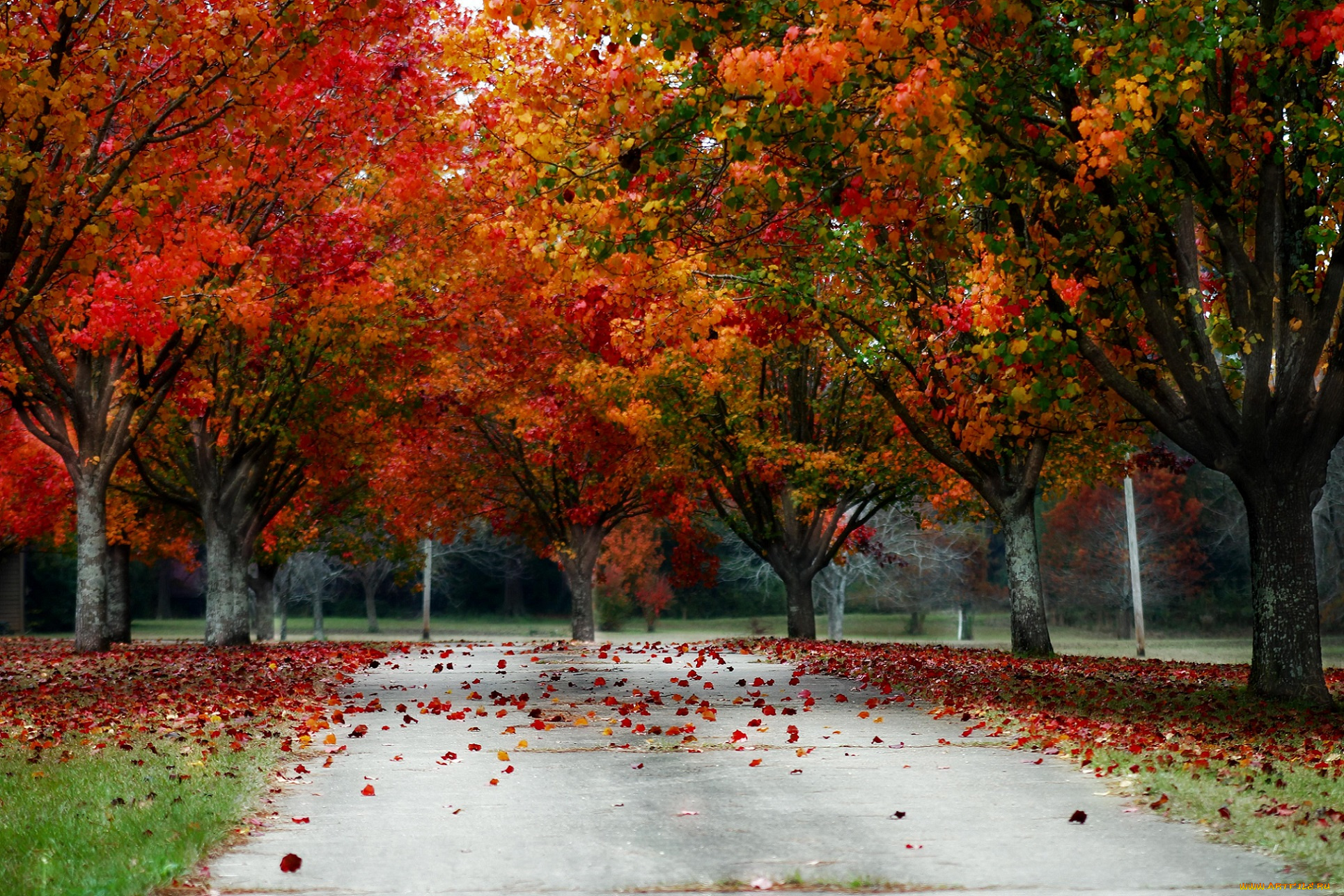 природа, парк, осень, листопад, красно, аллея