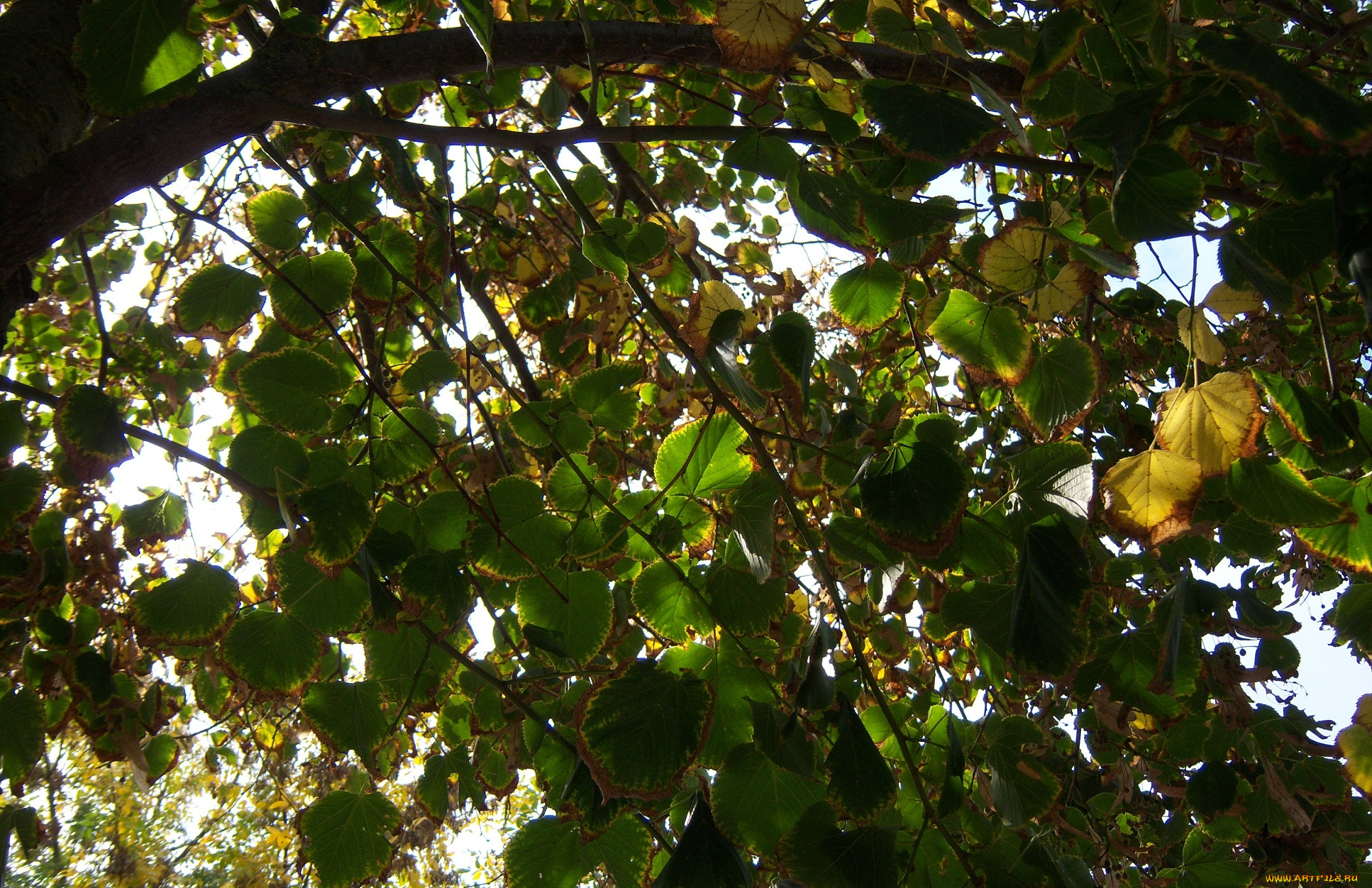 природа, листья, осень, дерево