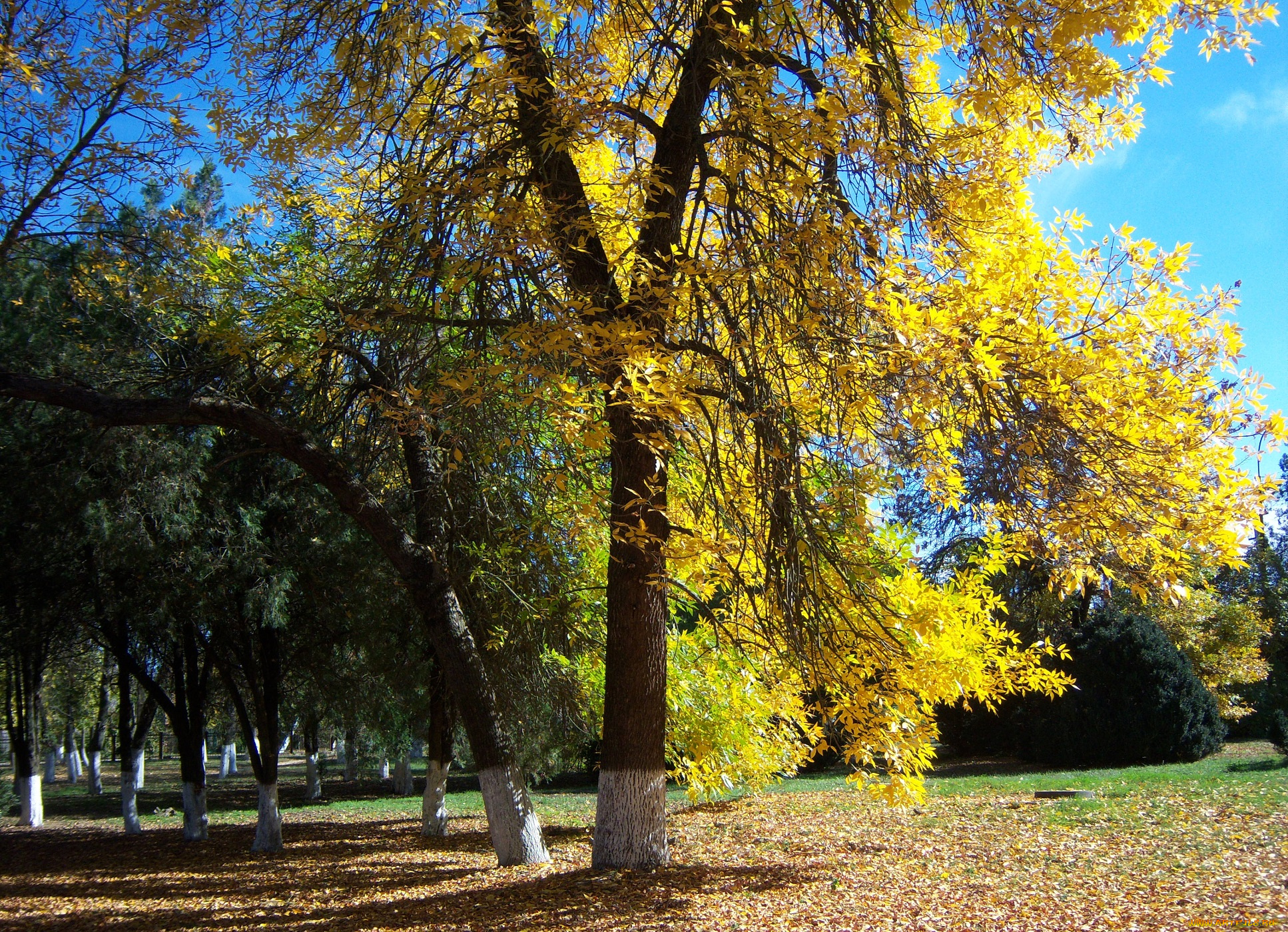 природа, парк, осень, дерево, жёлтые, листья, солнечно