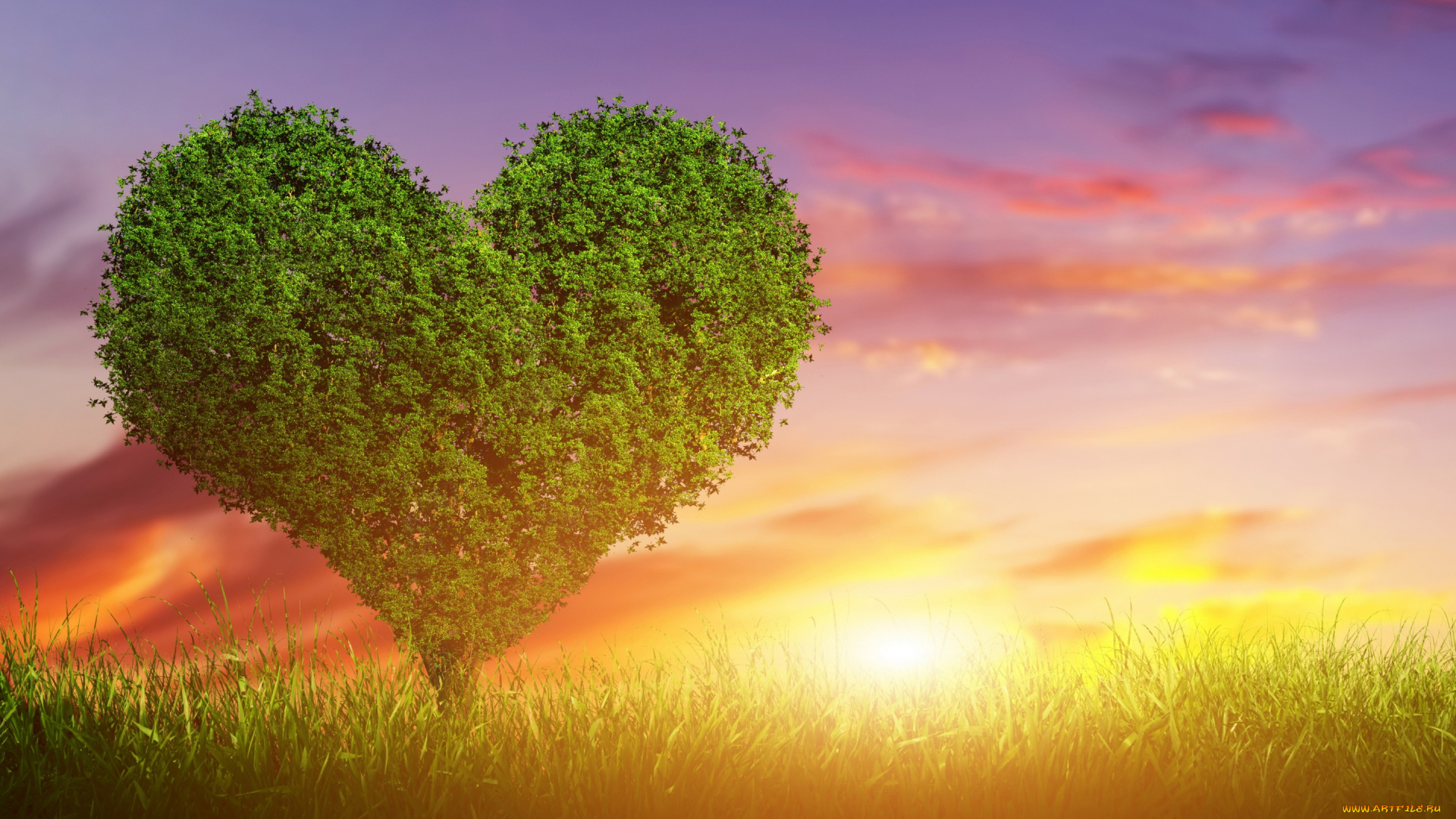 разное, компьютерный, дизайн, дерево, любовь, sunset, green, heart, love, tree, закат, сердце