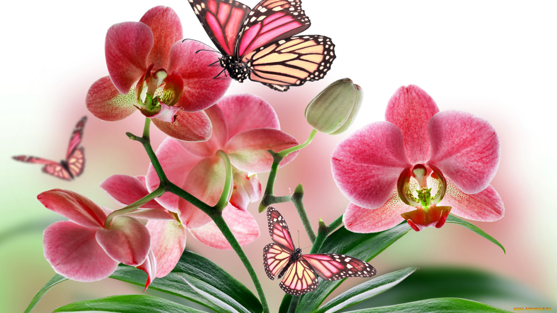 животные, бабочки, , мотыльки, , моли, коллаж, природа, крылья, бабочка, растение, лепестки, орхидея, цветы