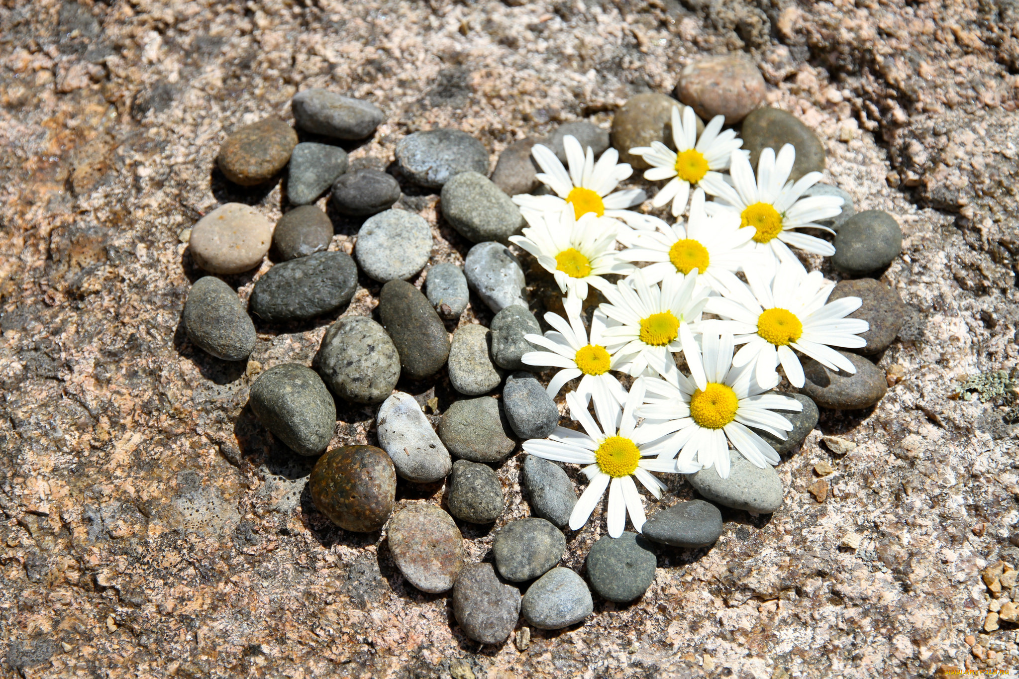 Белый цветок прорастающий из камня без смс