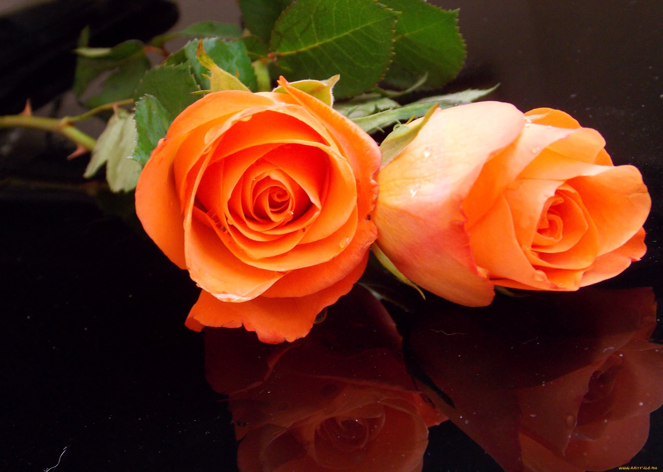 цветы, розы, две, оранжевые